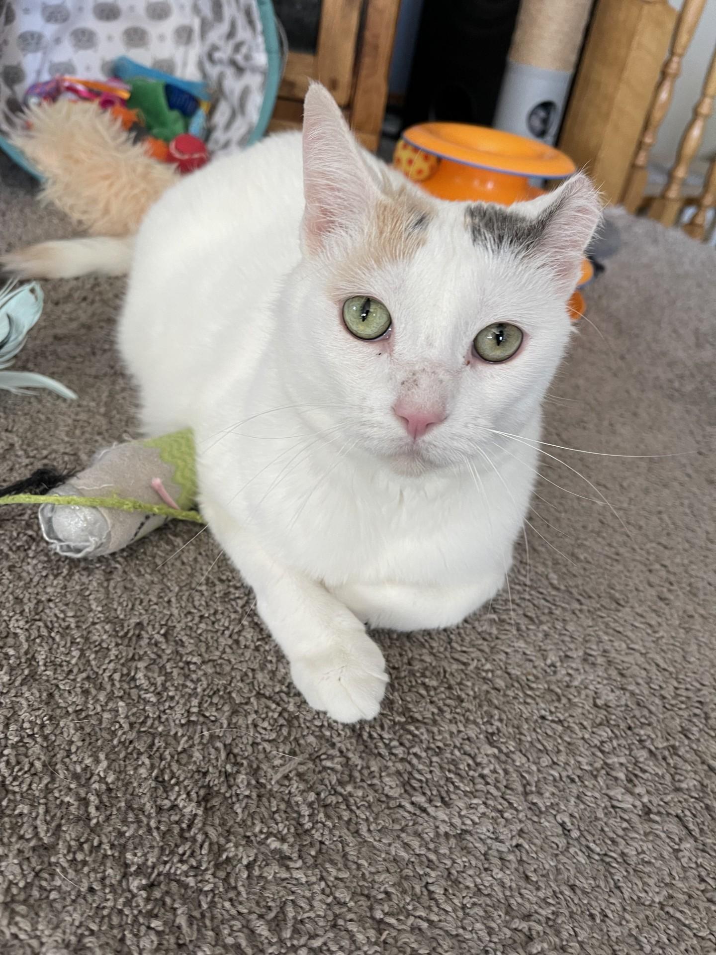 SNOWBALL, an adopted Domestic Short Hair in Grand Forks, ND image 4/4