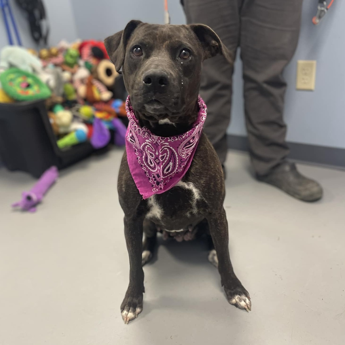 Dog for adoption Jojo, a Boxer Mix in Zanesville, OH Petfinder