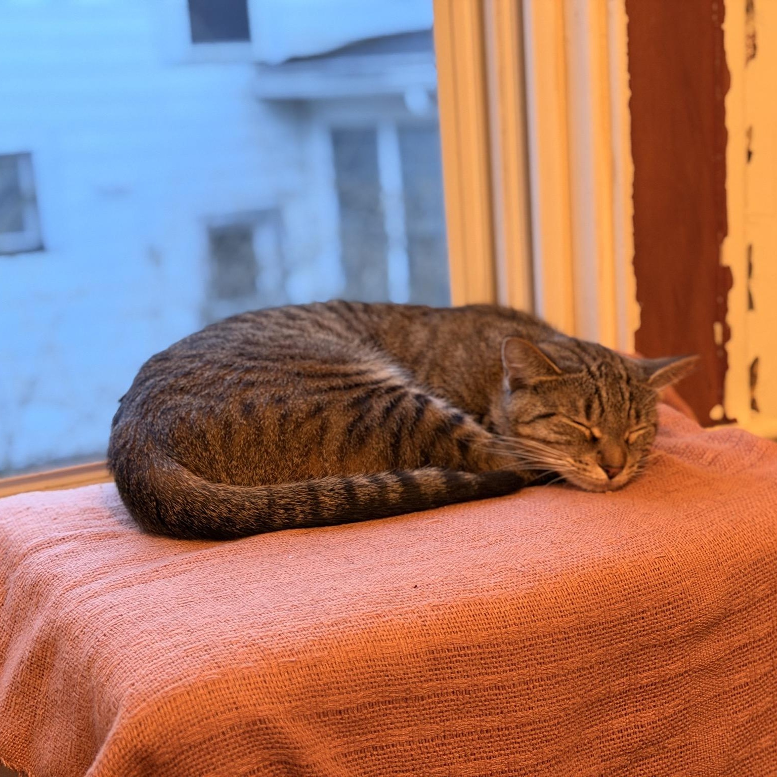 Enlarge Hope, an adopted Domestic Short Hair in Honeoye, NY image 2/2