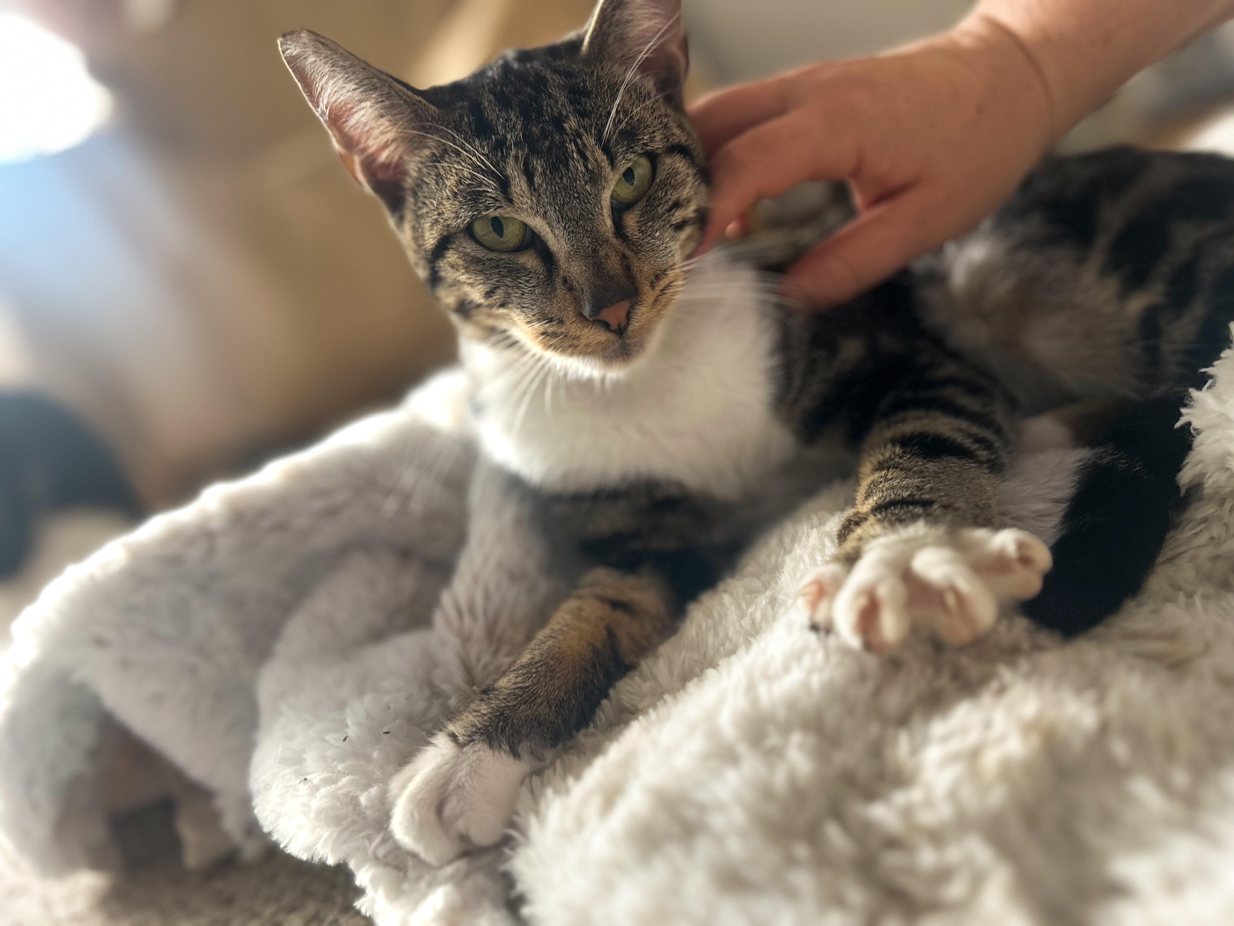 Enlarge Chip, a Adoptable Tabby in Costa Mesa, CA image 3/4