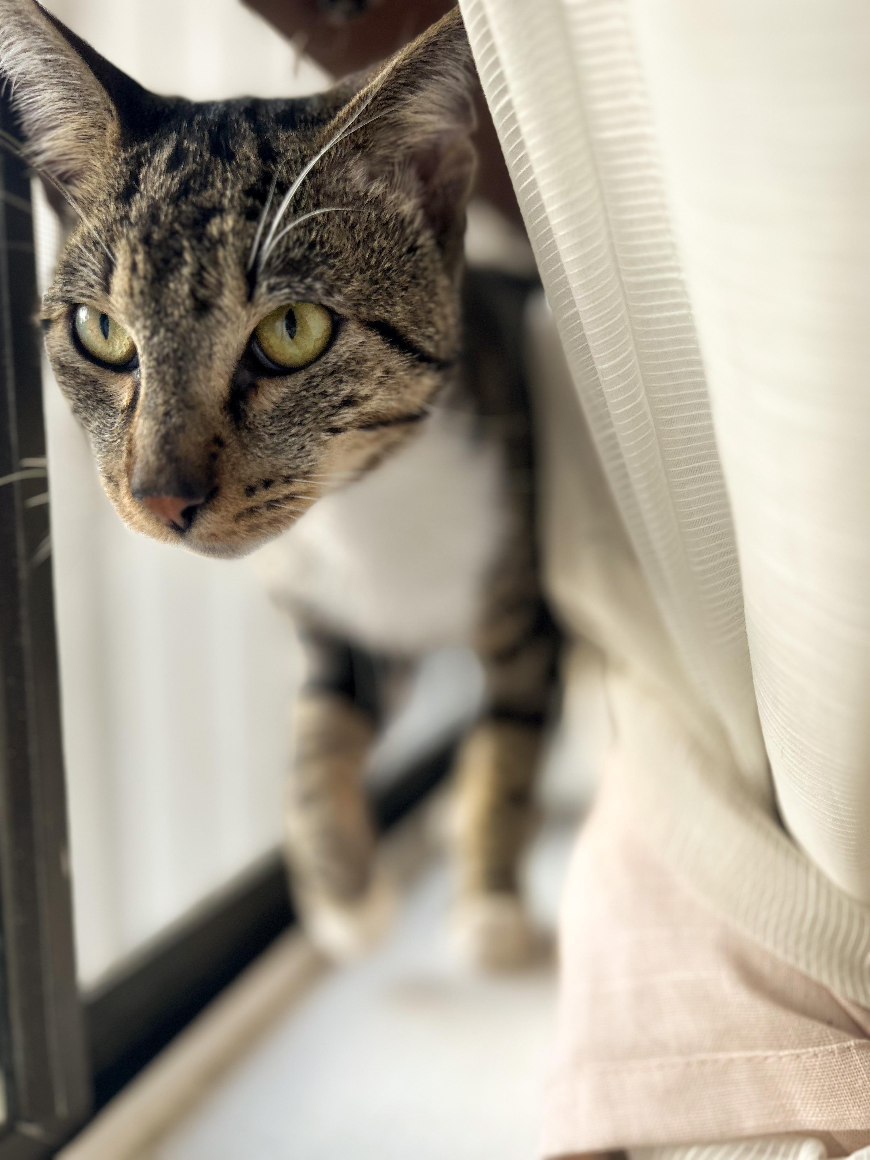 Chip, Adoptable, Adult Male Tabby.