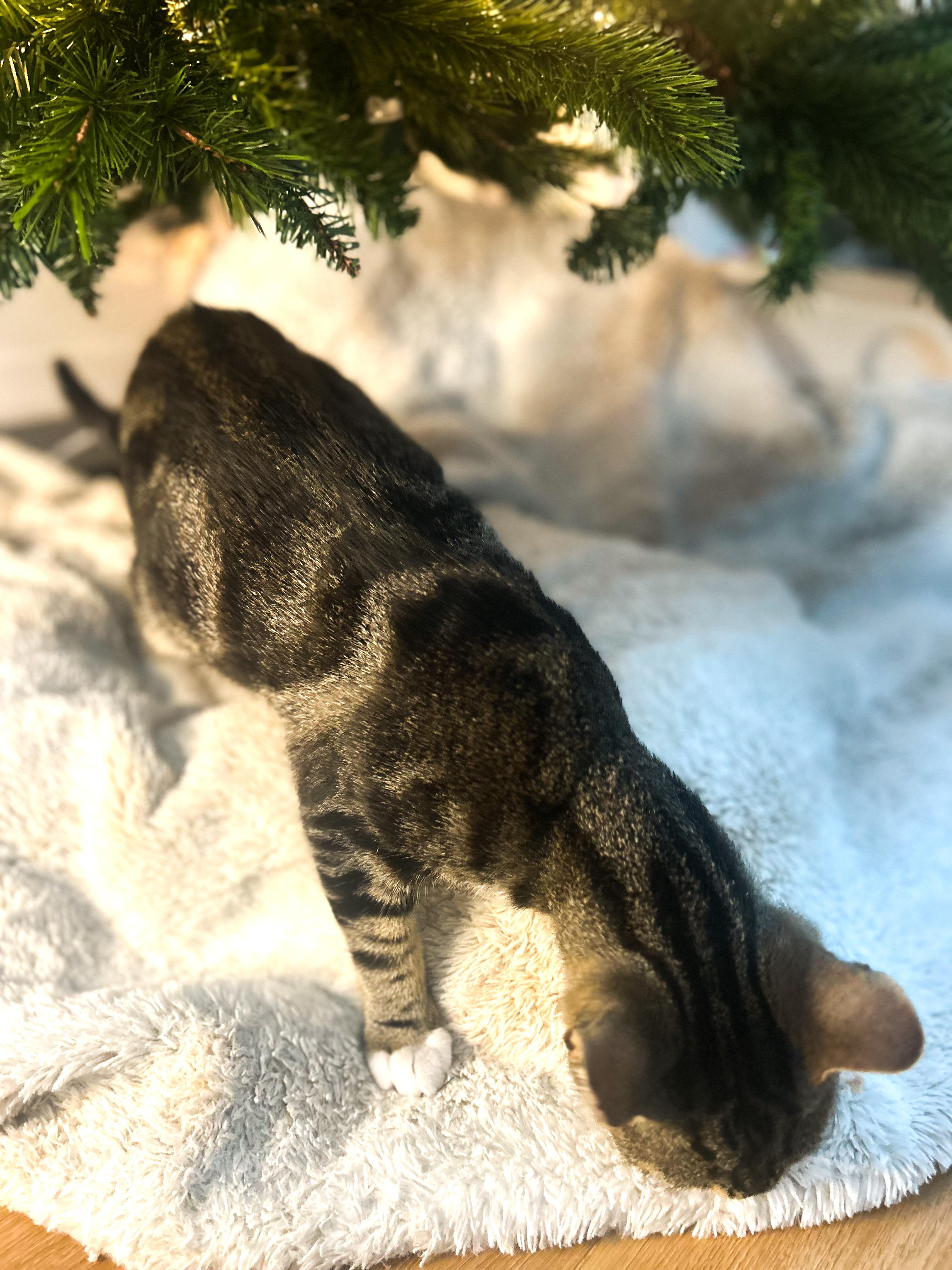 Enlarge Chip, a Adoptable Tabby in Costa Mesa, CA image 2/4