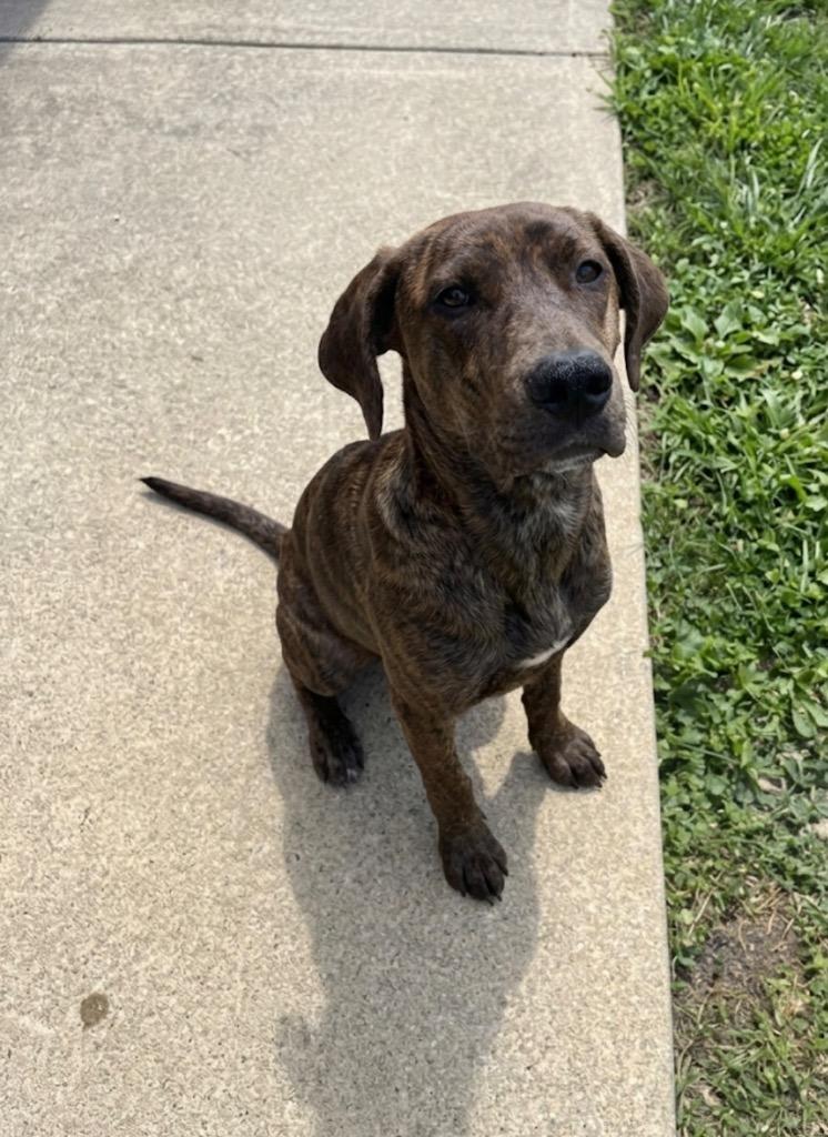 Enlarge Copper, a Adoptable Plott Hound in Wabash, IN image 1/1