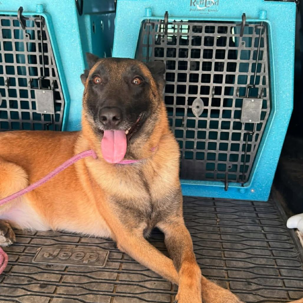 Enlarge Emmett, a Adoptable Belgian Shepherd / Malinois in Tulsa, OK image 2/6