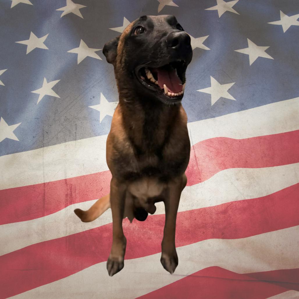 Enlarge Emmett, a Adoptable Belgian Shepherd / Malinois in Tulsa, OK image 2/6