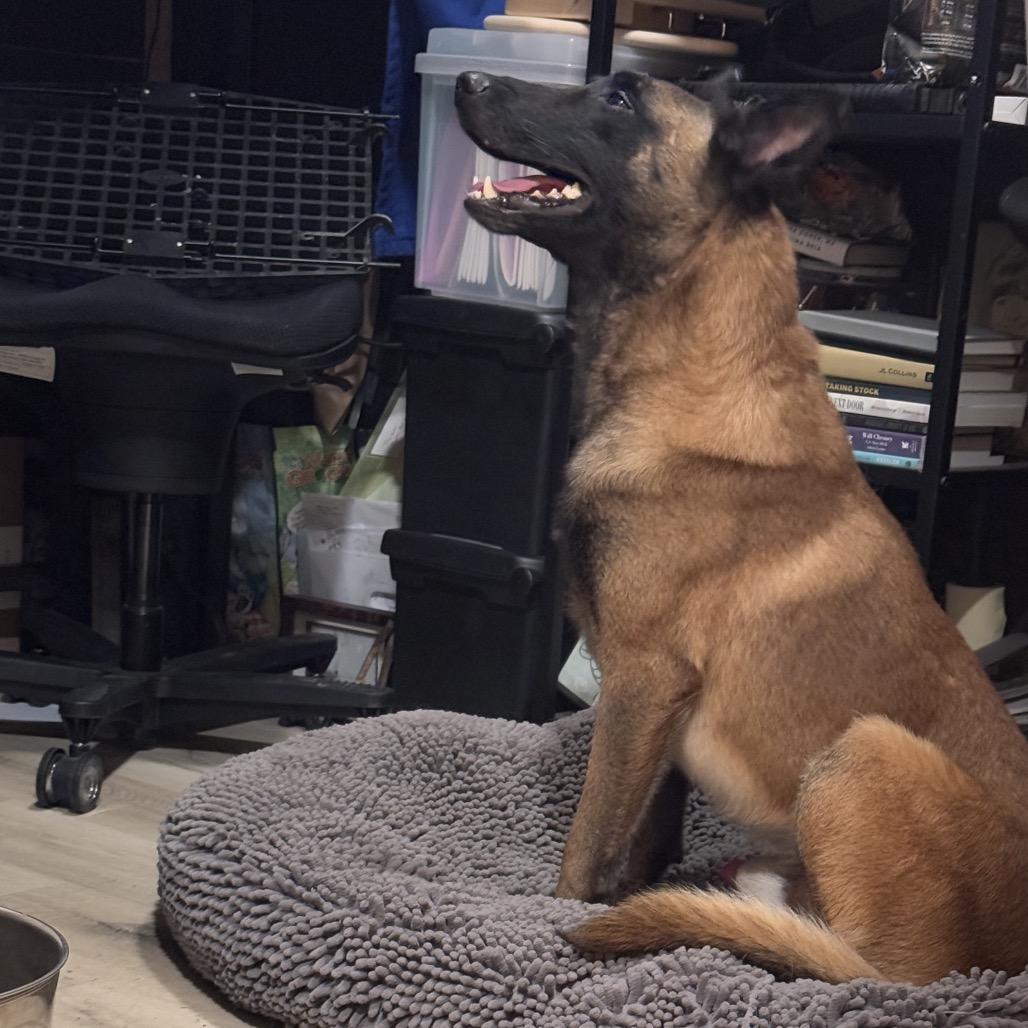 Enlarge Emmett, a Adoptable Belgian Shepherd / Malinois in Tulsa, OK image 4/6