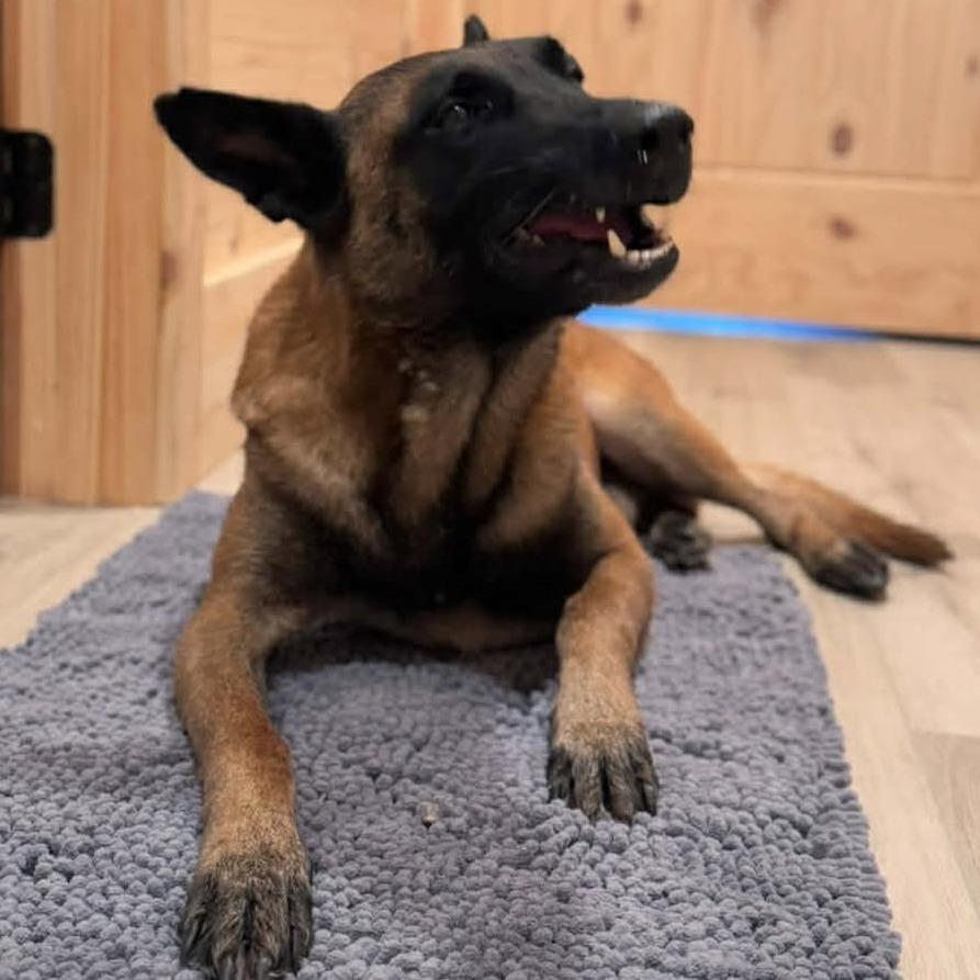 Enlarge Emmett, a Adoptable Belgian Shepherd / Malinois in Tulsa, OK image 5/6