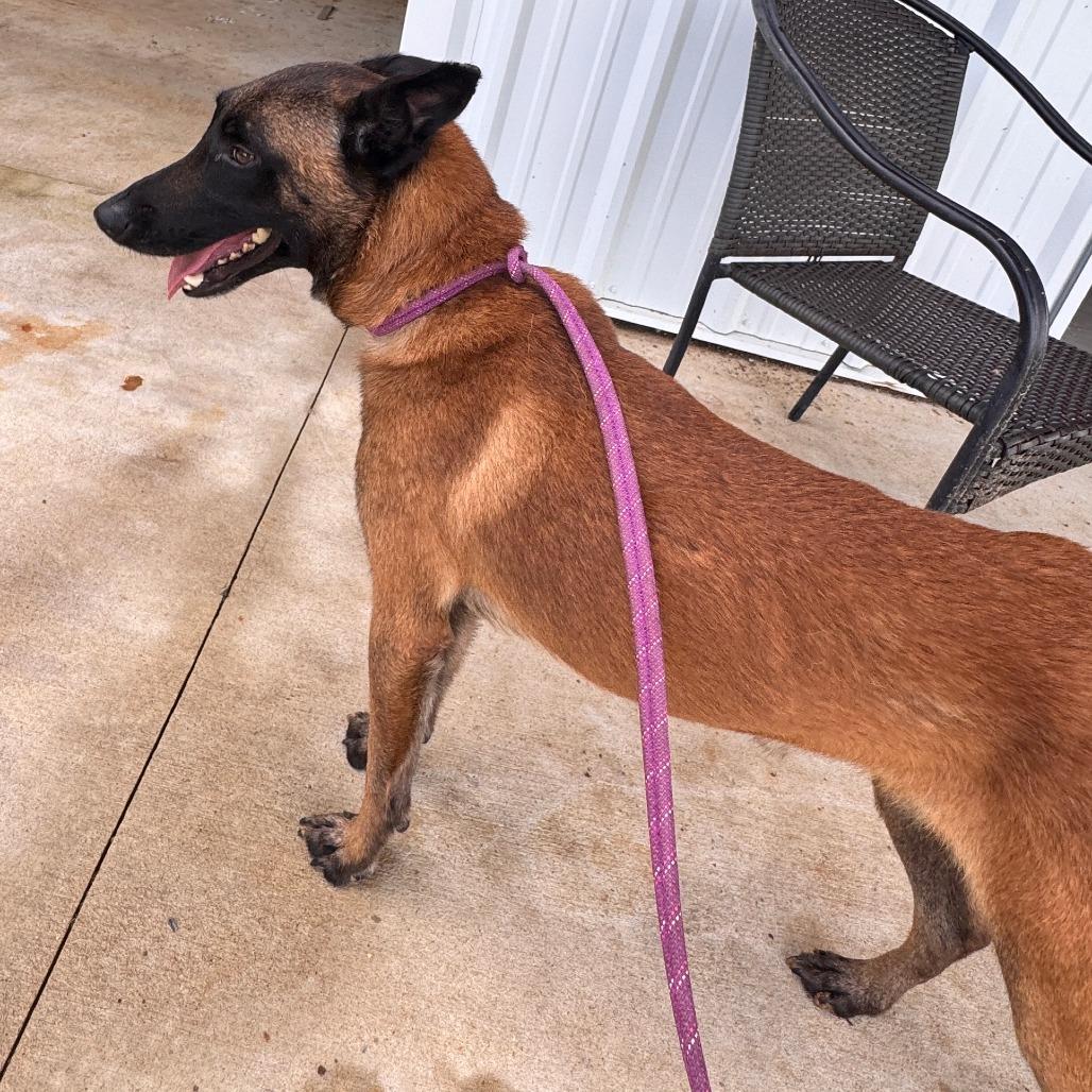Enlarge Emmett, a Adoptable Belgian Shepherd / Malinois in Tulsa, OK image 6/6