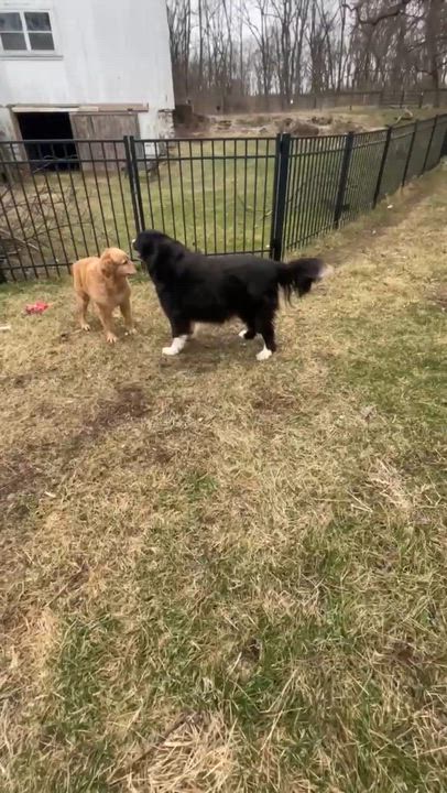 Enlarge Hazel, a ADOPTABLE Golden Retriever in Chicago, IL video 3/4