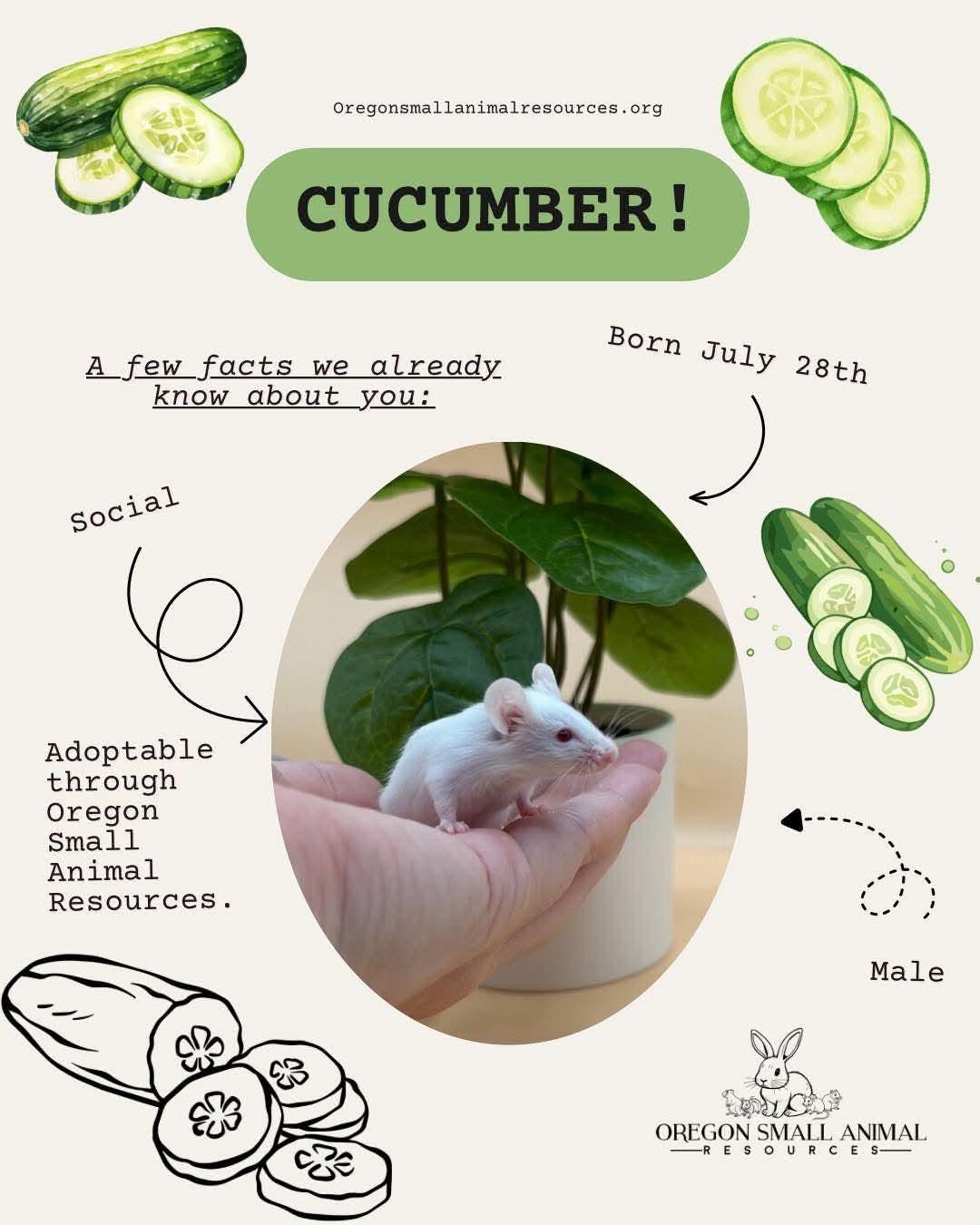 Cucumber, ADOPTABLE, Baby Male Mouse.