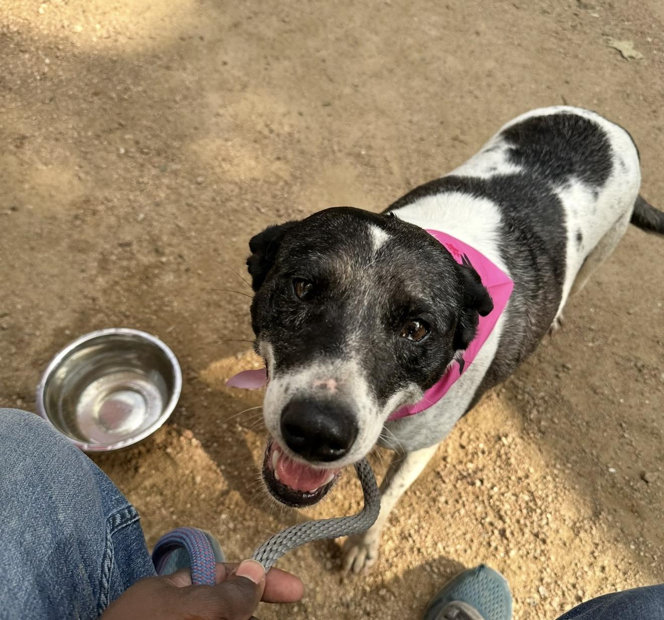 Enlarge Darling Deliah, a Adoptable mixed breed in Scranton, PA image 4/6