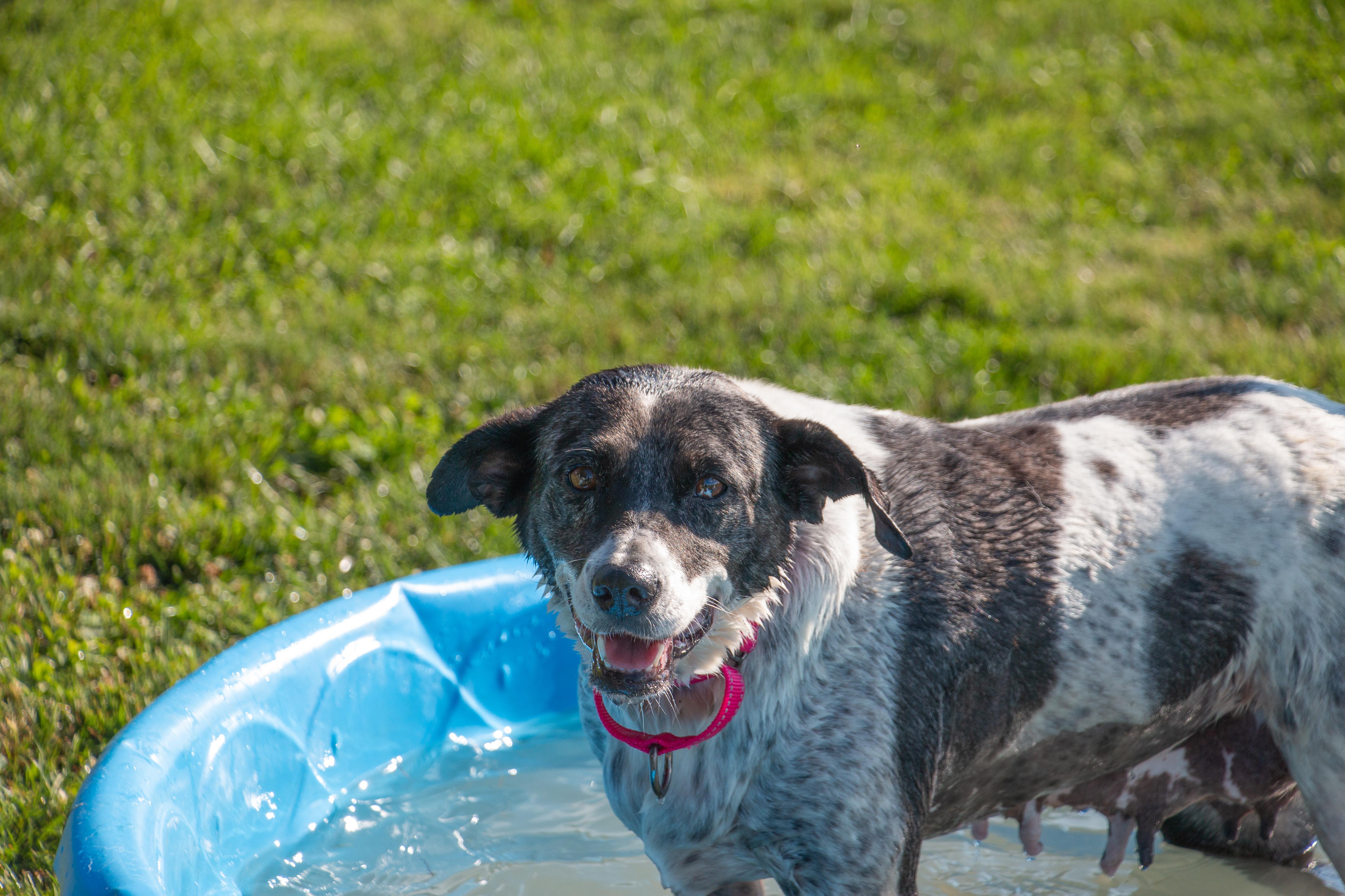 Enlarge Darling Deliah, a Adoptable mixed breed in Scranton, PA image 6/6