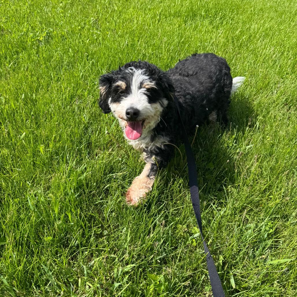 Enlarge Marcie, a Adoptable mixed breed in St. Charles, IL image 1/6