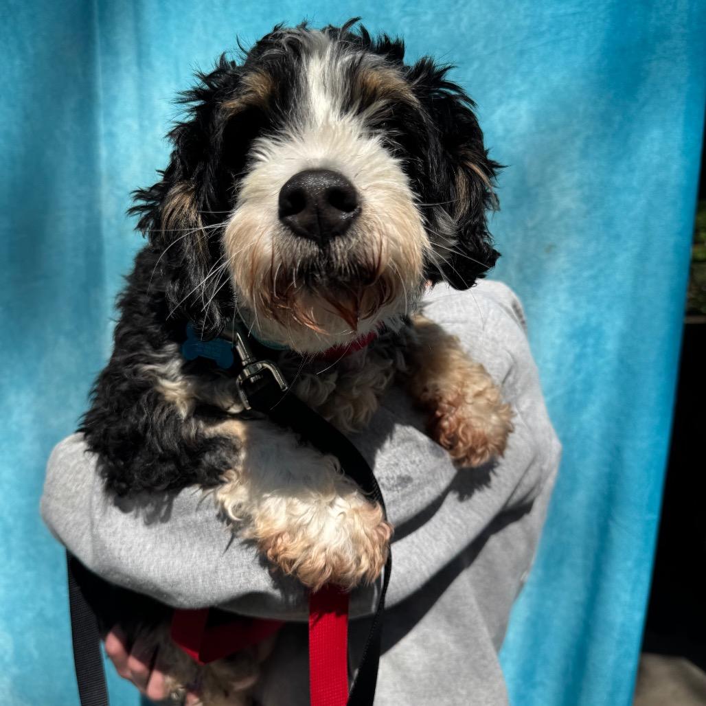 Enlarge Marcie, a Adoptable mixed breed in St. Charles, IL image 2/6