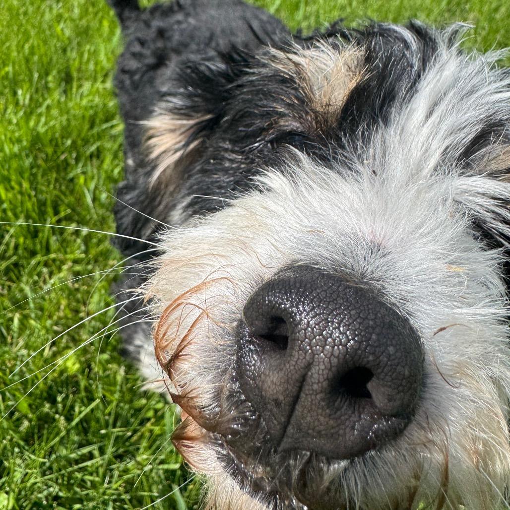 Enlarge Marcie, a Adoptable mixed breed in St. Charles, IL image 3/6