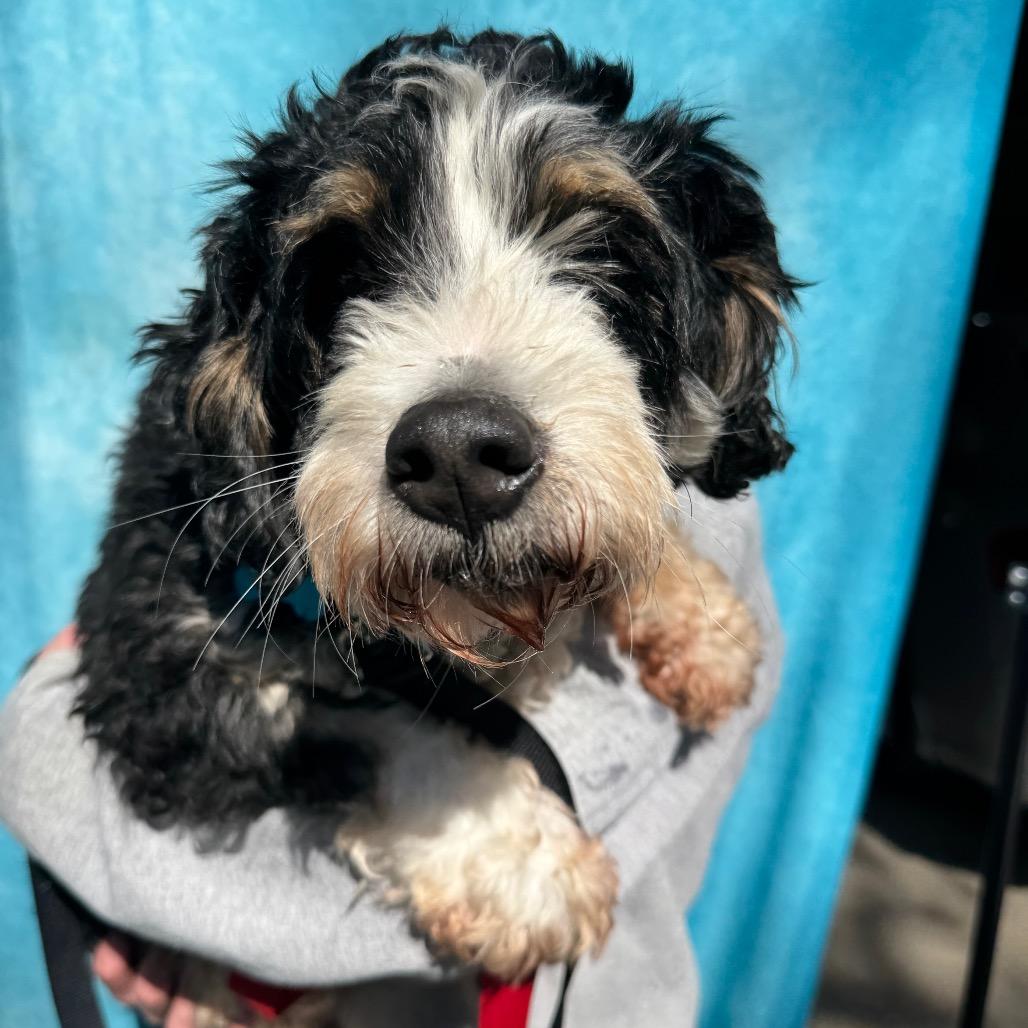 Enlarge Marcie, a Adoptable mixed breed in St. Charles, IL image 4/6