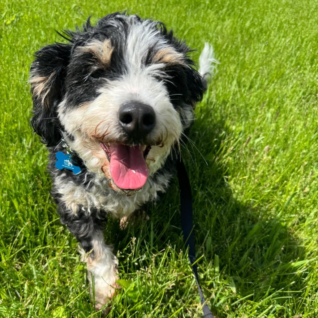 Enlarge Marcie, a Adoptable mixed breed in St. Charles, IL image 5/6