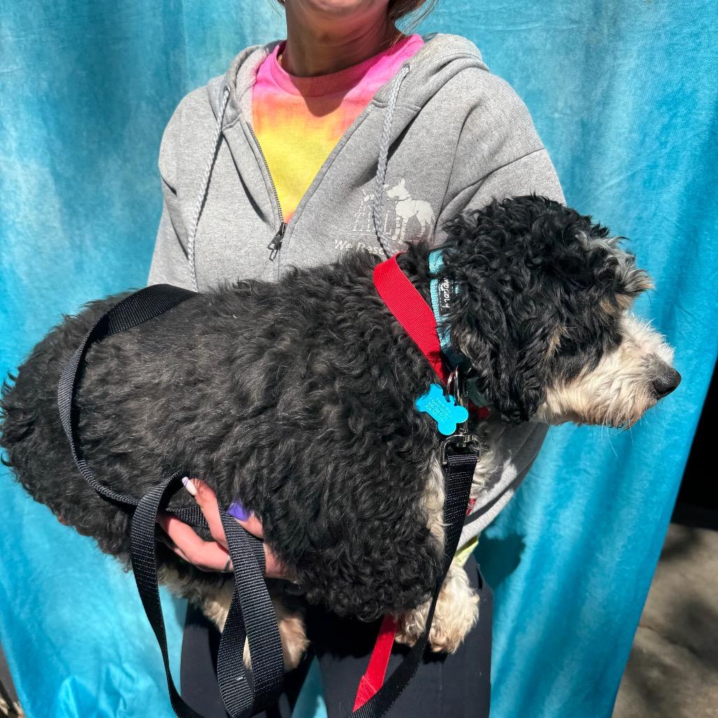 Enlarge Marcie, a Adoptable mixed breed in St. Charles, IL image 6/6