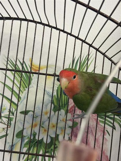 Colori, Adoptable, Young Male Lovebird.