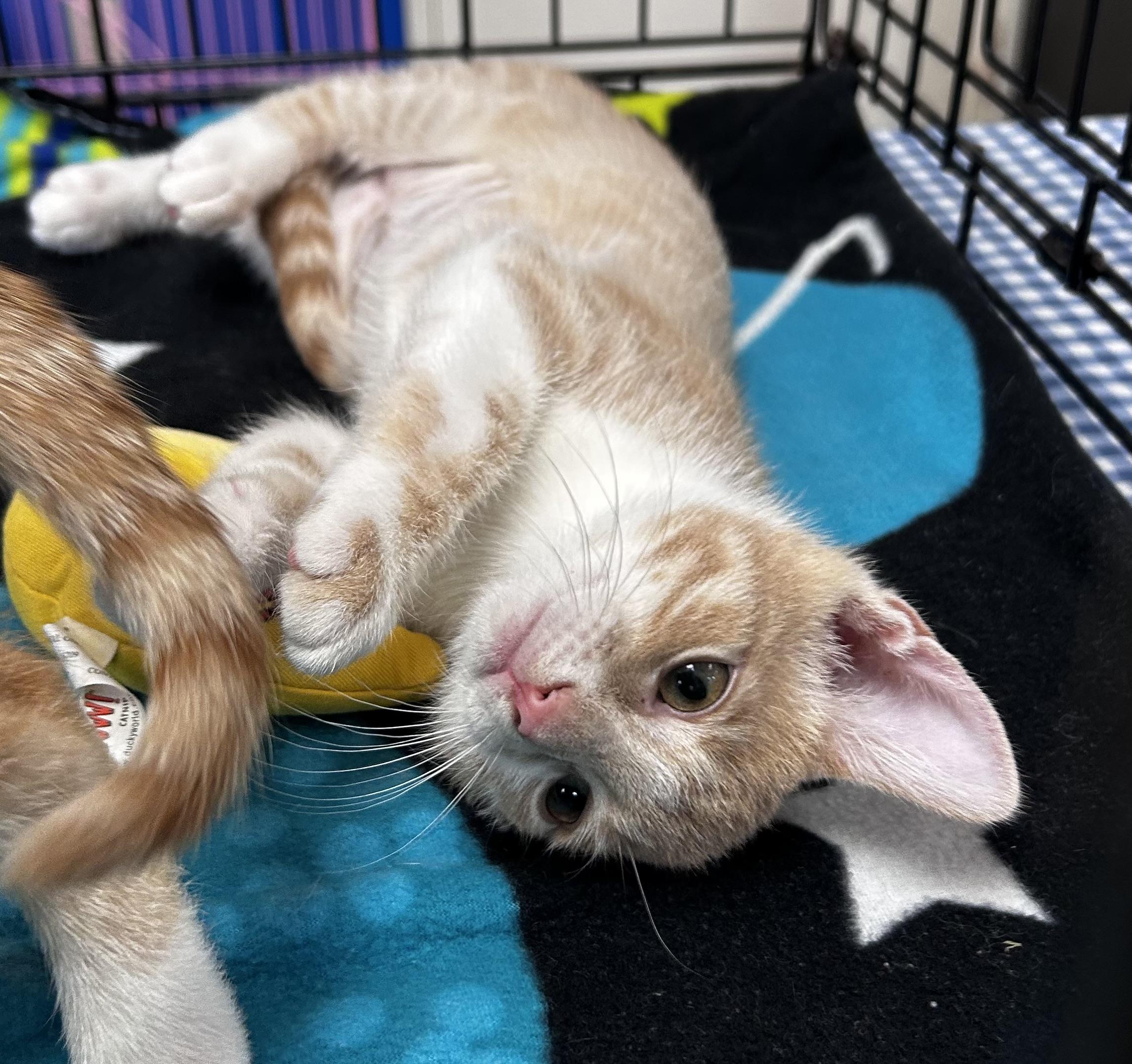 Bearclaw, Baby Male Domestic Short Hair