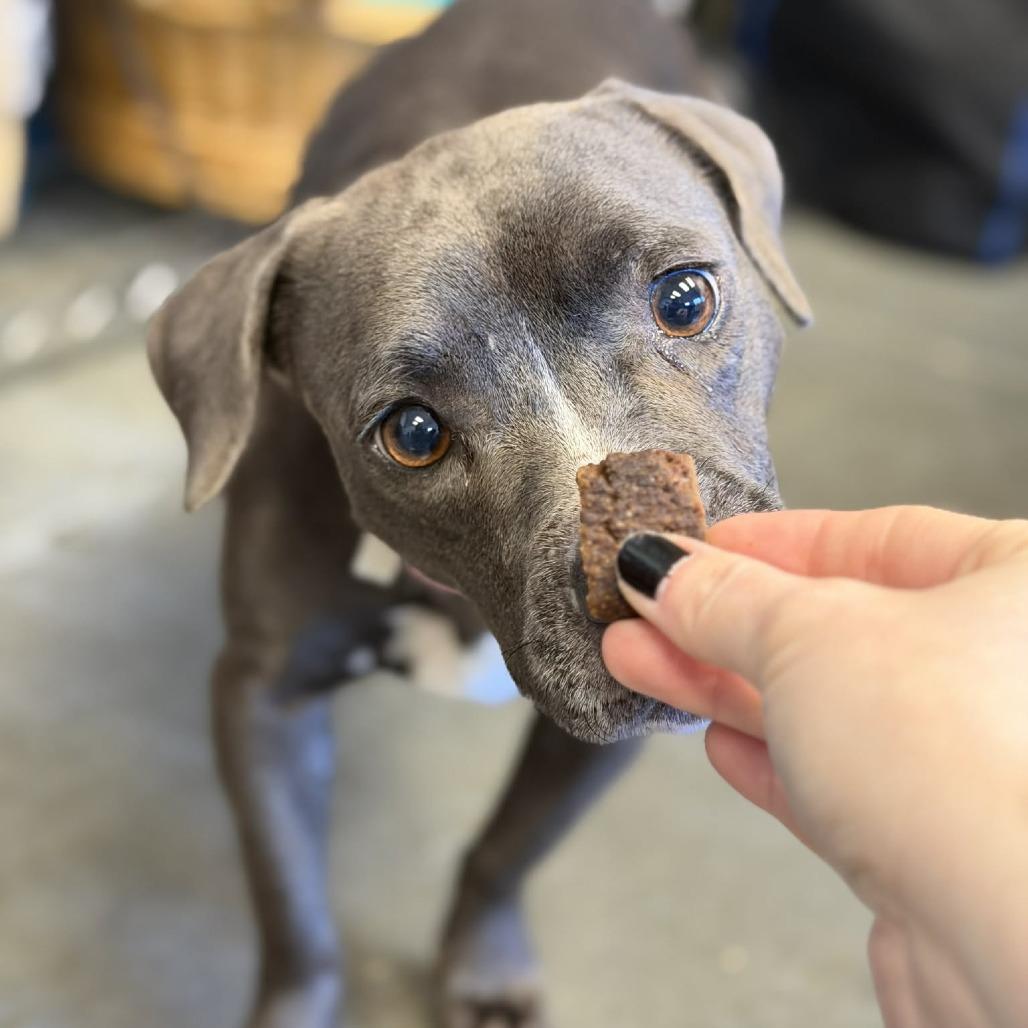 Pearl, Adoptable, Adult Female Mixed Breed.