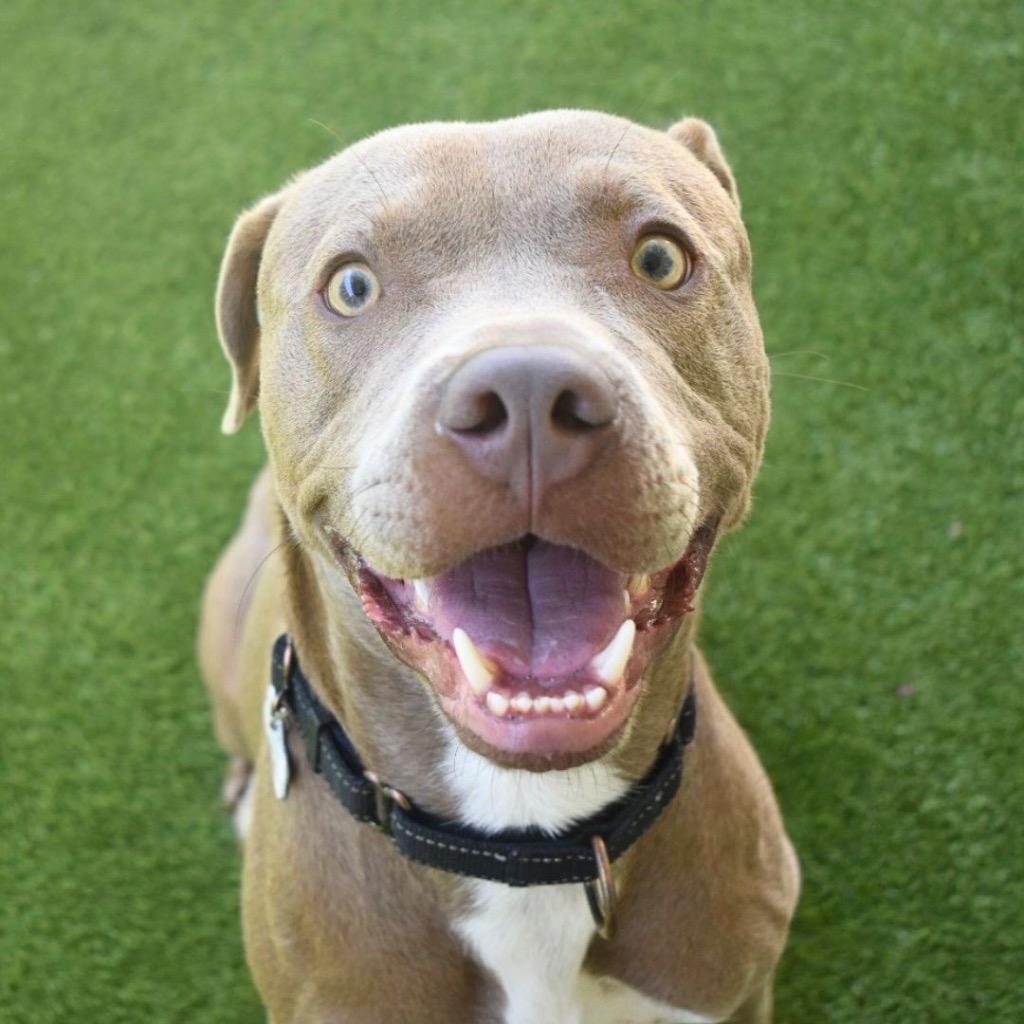 Gunter, Adoptable, Young Male Weimaraner.