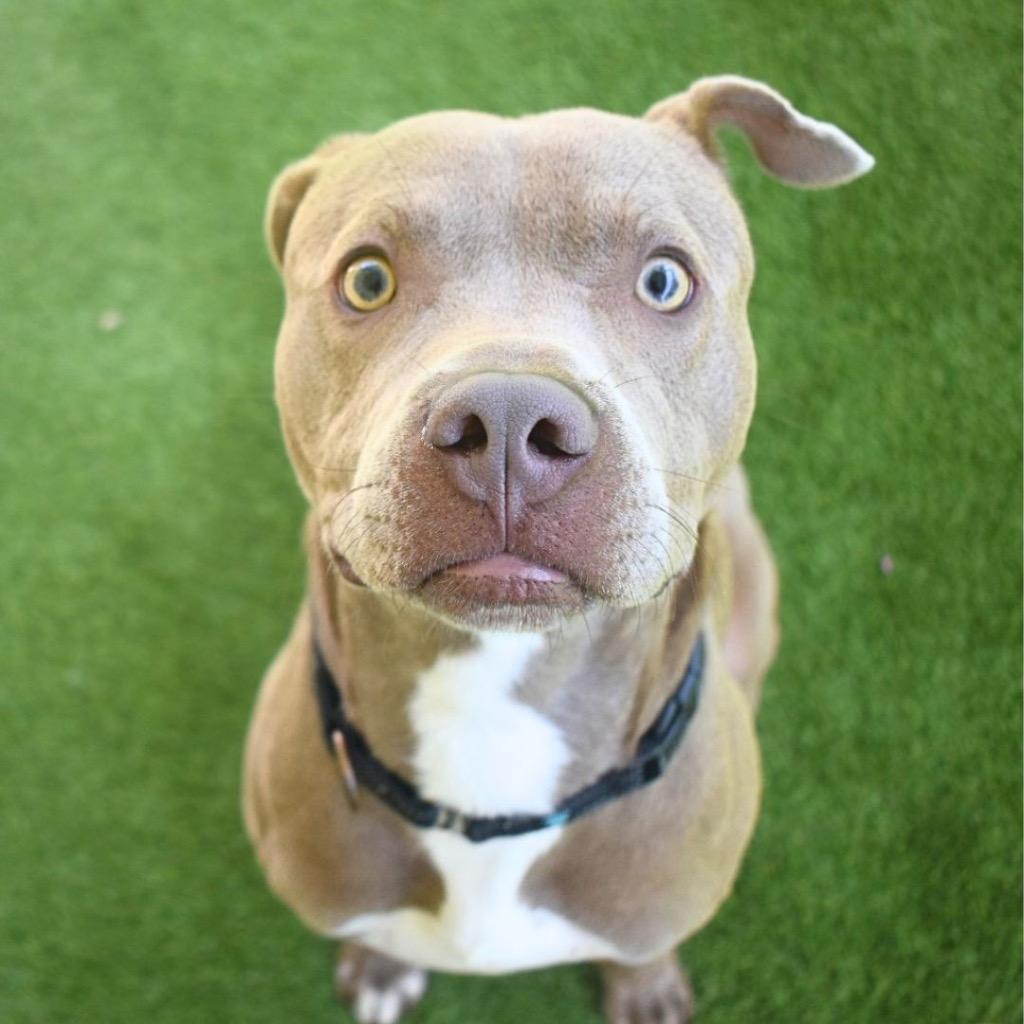 Enlarge Gunter, a Adoptable mixed breed in Saint Petersburg, FL image 2/3
