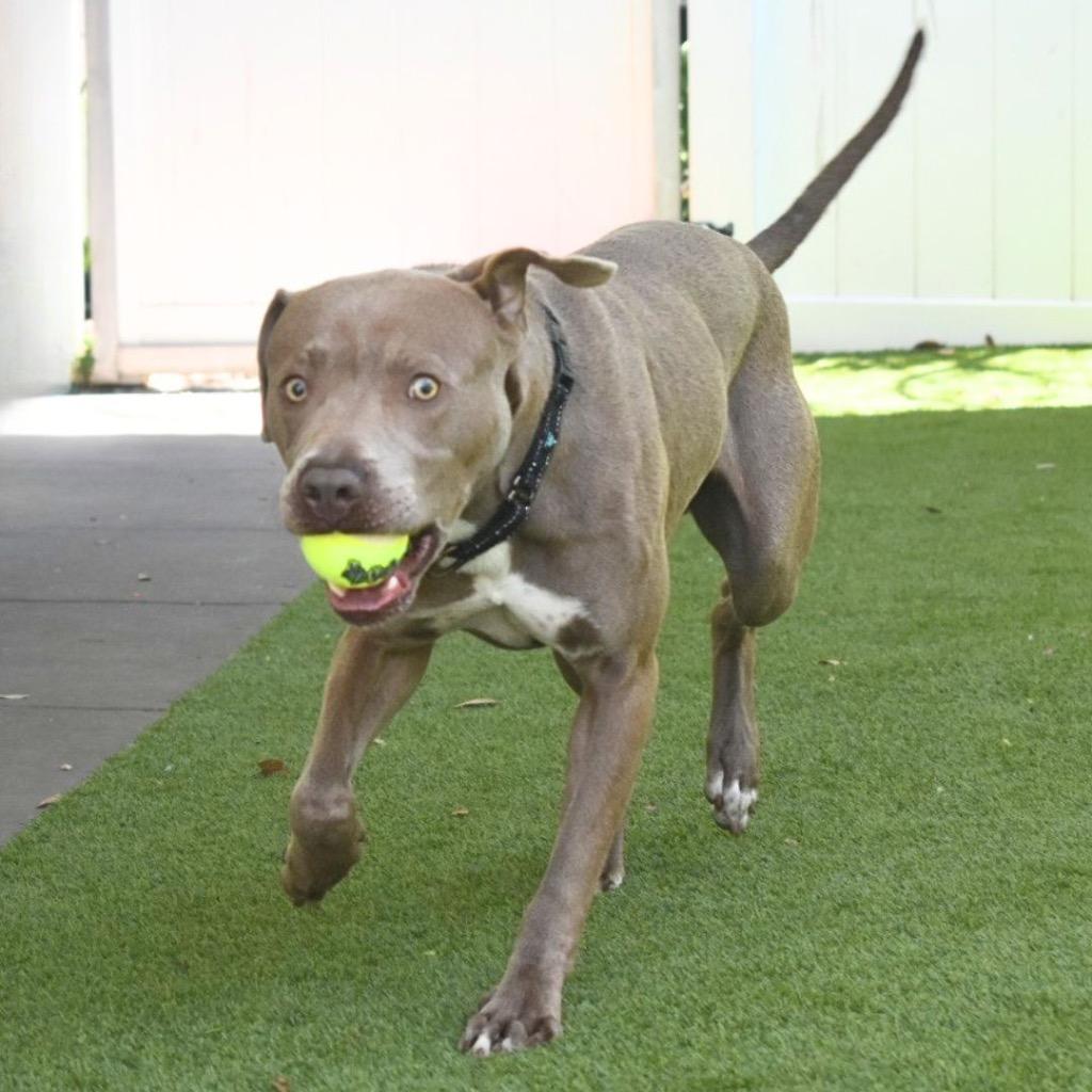 Enlarge Gunter, a Adoptable mixed breed in Saint Petersburg, FL image 3/3