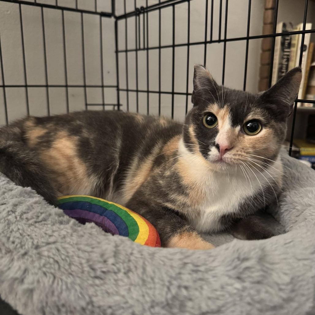 Antonia — thumbnail 2