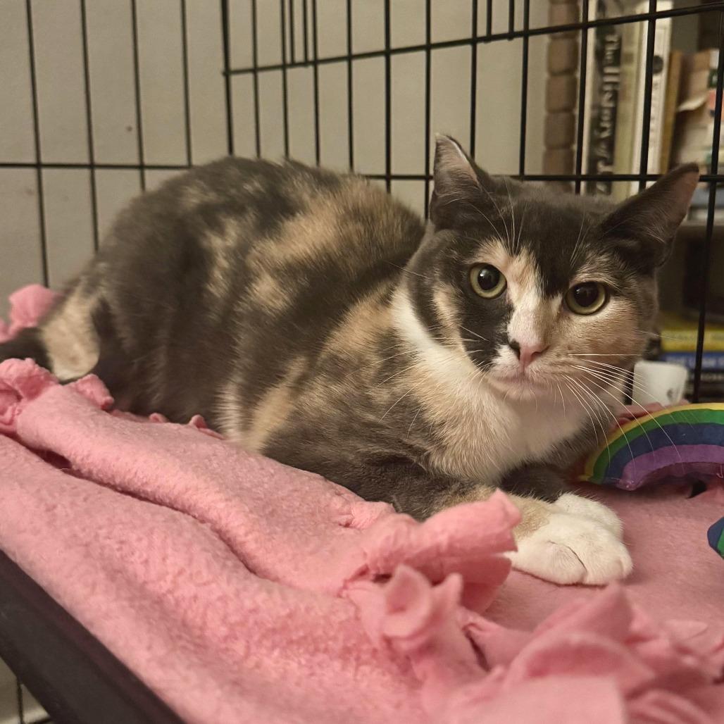 Antonia — thumbnail 3