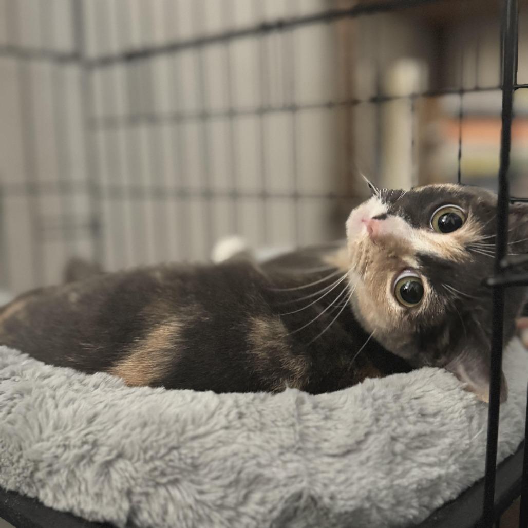 Antonia — thumbnail 4