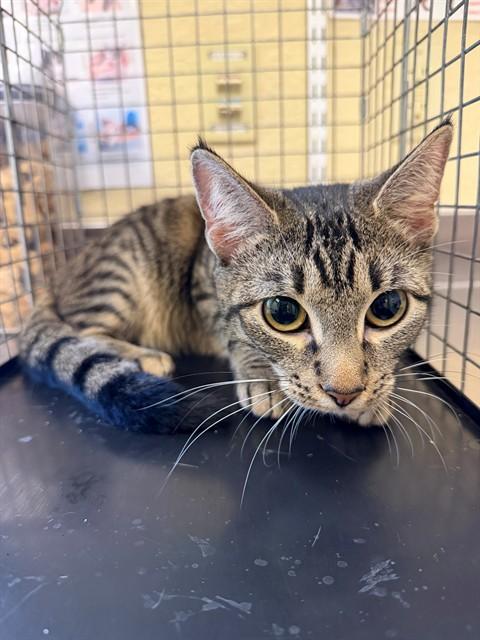 Enlarge GABBIE, a Adoptable Domestic Short Hair in Fort Myers, FL image 1/1