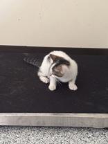 Mew, adopted, Young Female Domestic Short Hair.