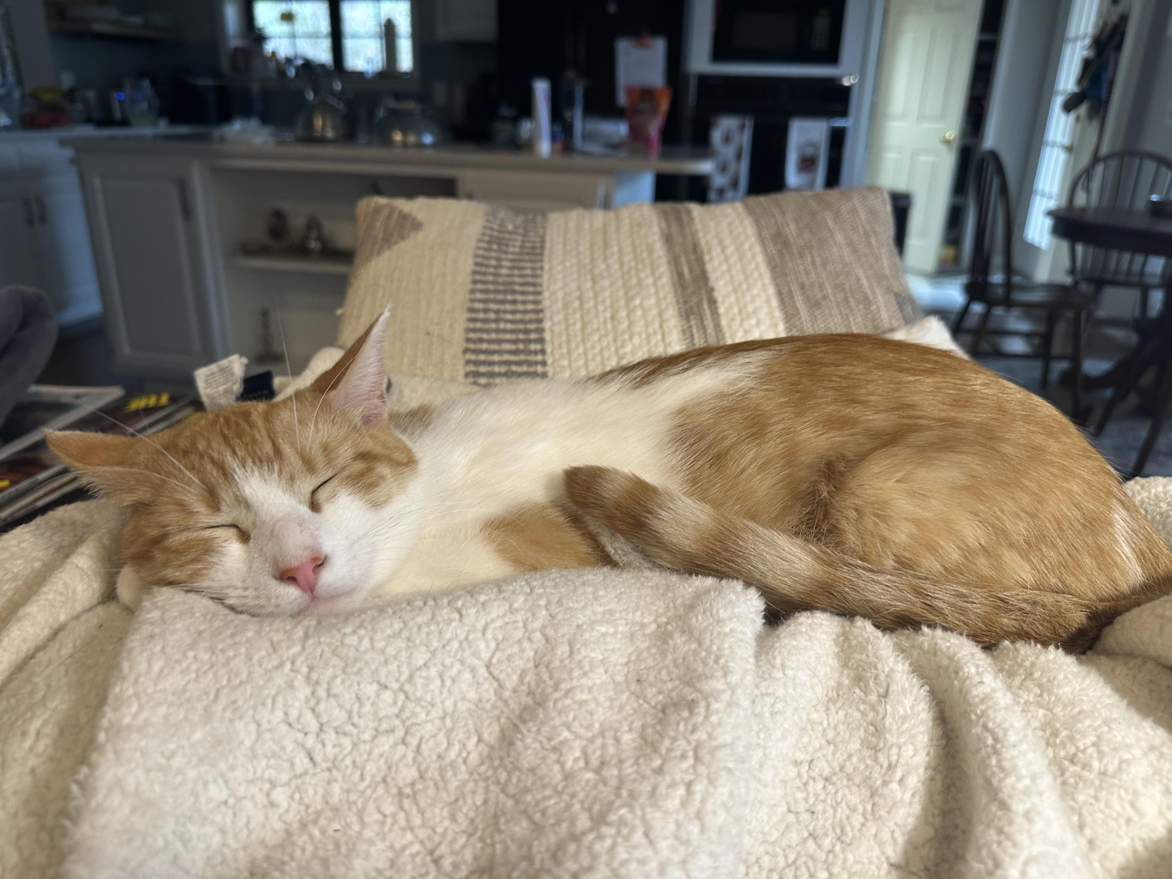 Davey and Hope, a ADOPTABLE Domestic Short Hair in Granby, CT image 5/6