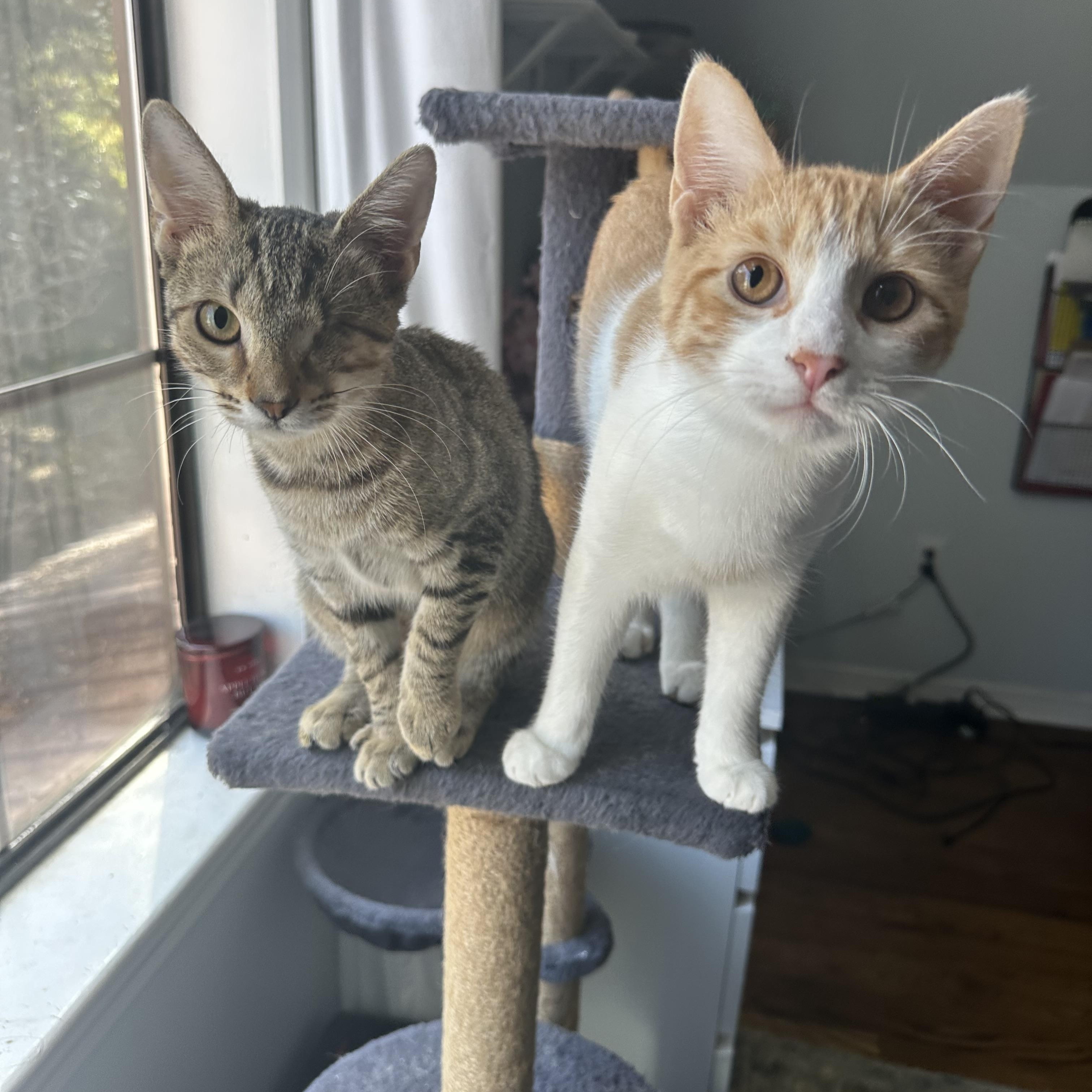 Davey and Hope, a ADOPTABLE Domestic Short Hair in Granby, CT image 1/6