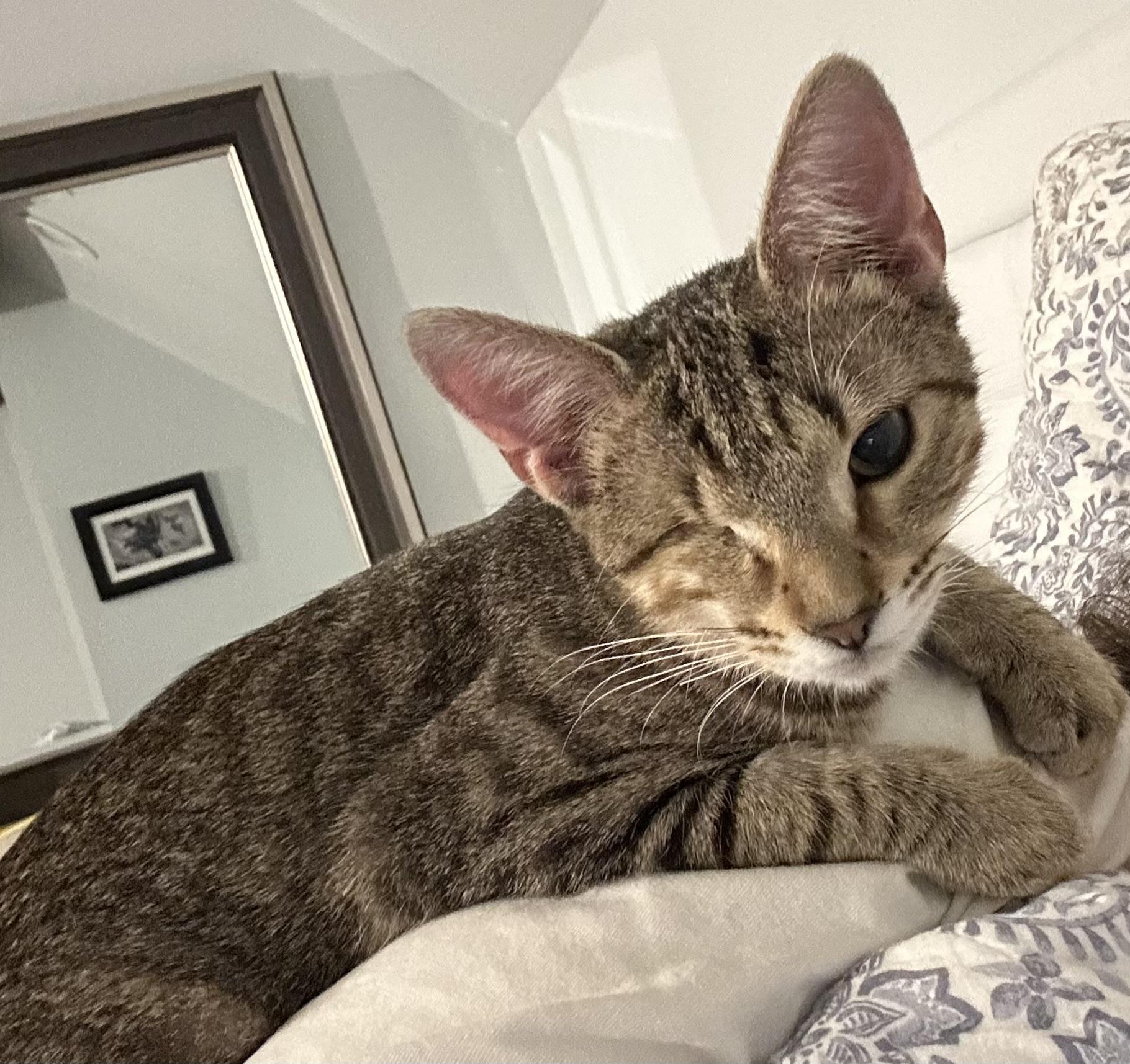 Davey and Hope, a ADOPTABLE Domestic Short Hair in Granby, CT image 2/6