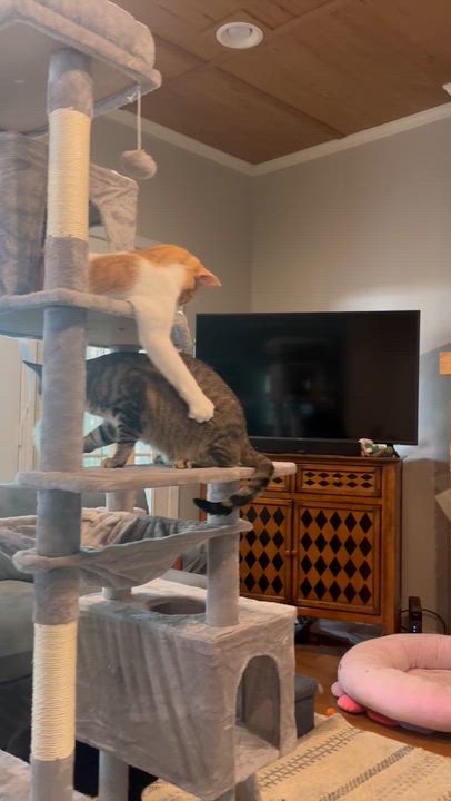 Enlarge Davey and Hope, a ADOPTABLE Domestic Short Hair in Granby, CT video 6/6