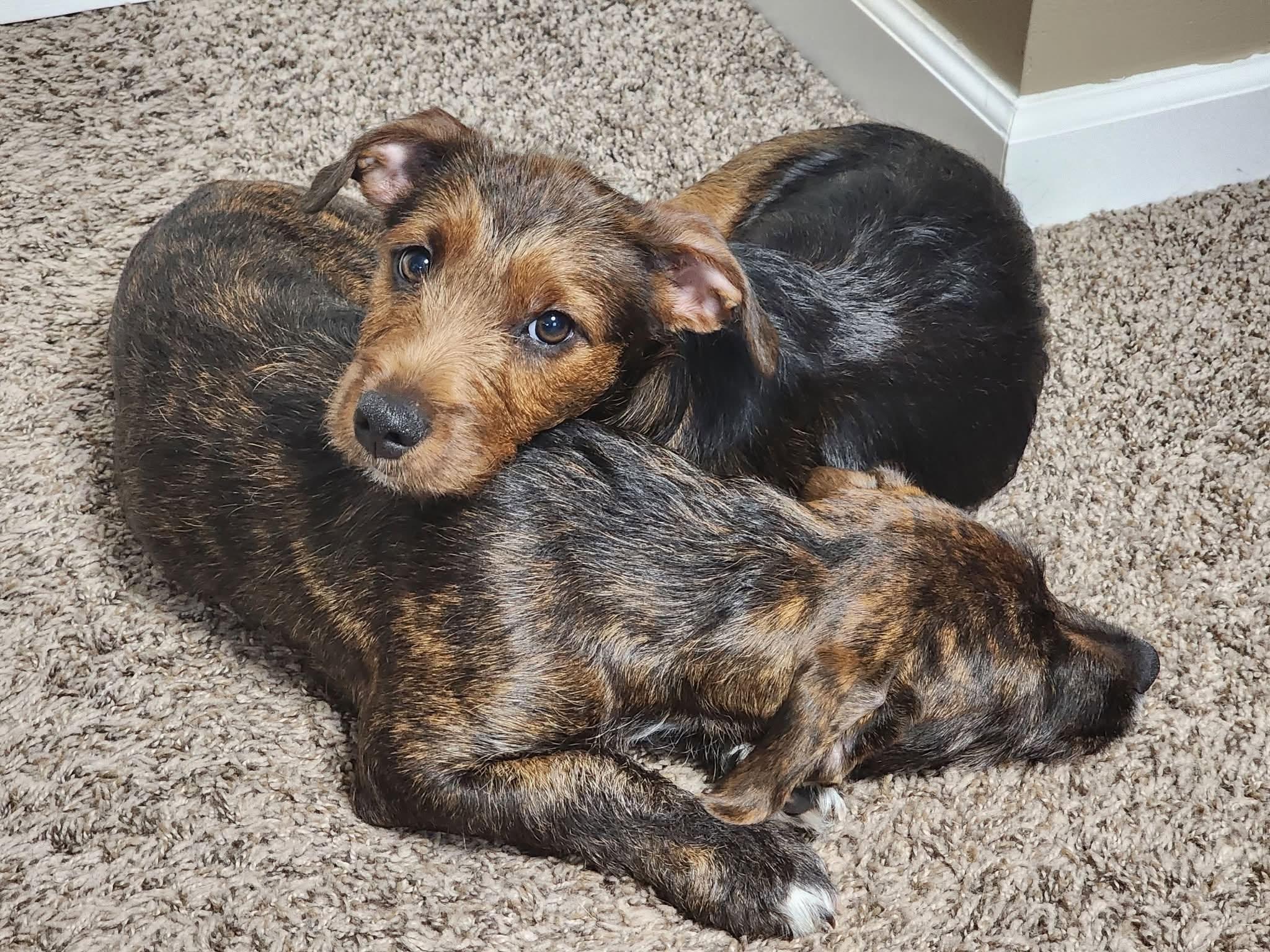 Enlarge Poppy, a Adoptable mixed breed in Overland Park, KS image 5/6