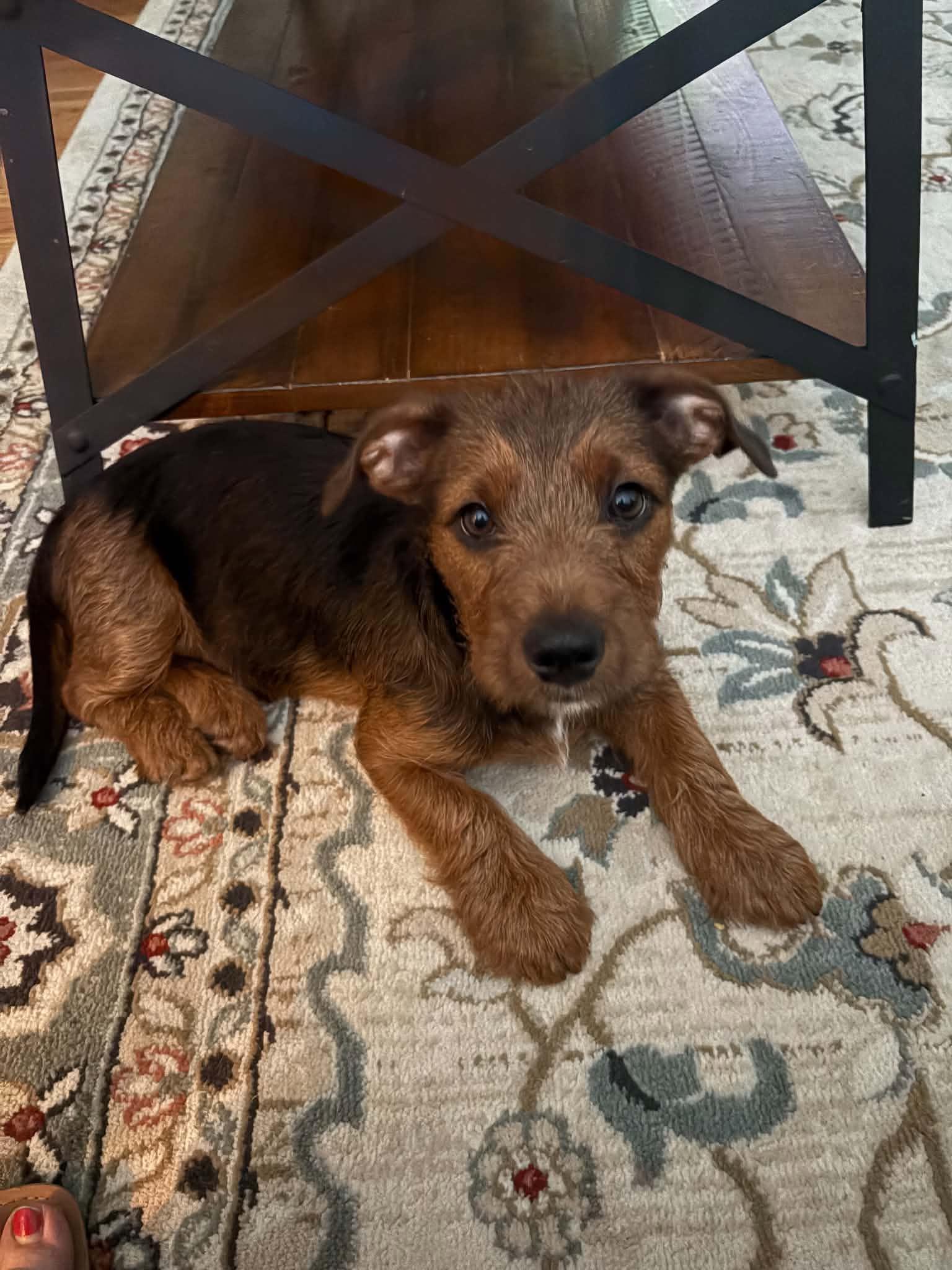 Poppy, Adoptable, Puppy Female Terrier & Dachshund.