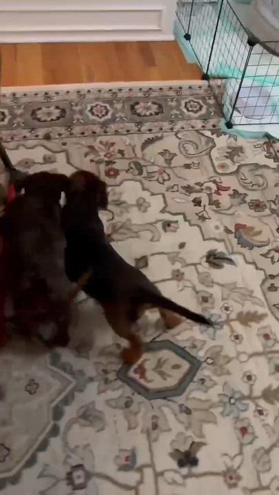 Enlarge Poppy, a Adoptable mixed breed in Overland Park, KS video 6/6