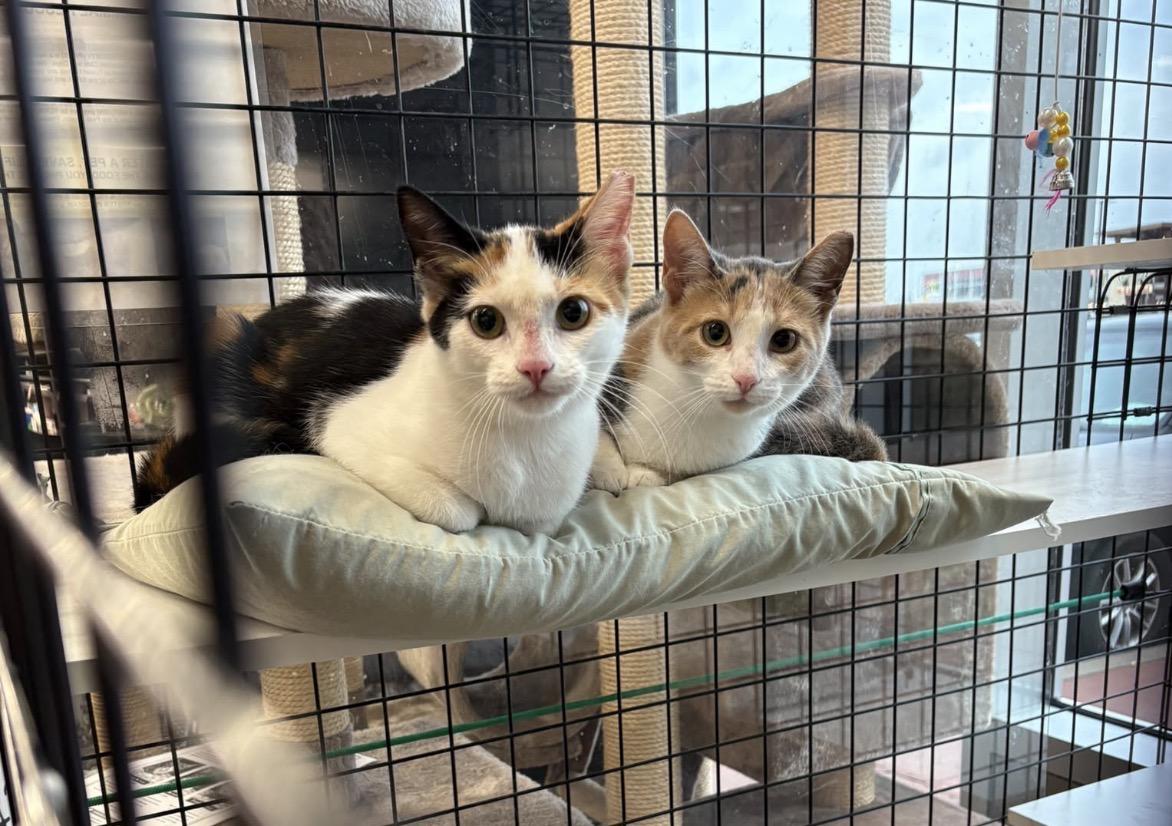 Enlarge Kittens-Pet Valu Oakville, a Adoptable Domestic Short Hair in Mississauga, ON image 4/6