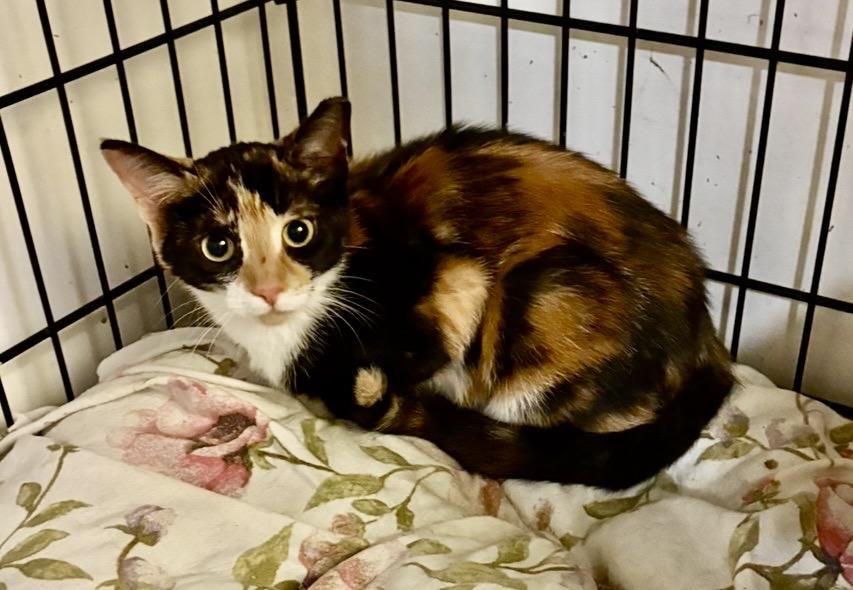 Enlarge Kittens-Pet Valu Oakville, a Adoptable Domestic Short Hair in Mississauga, ON image 3/6