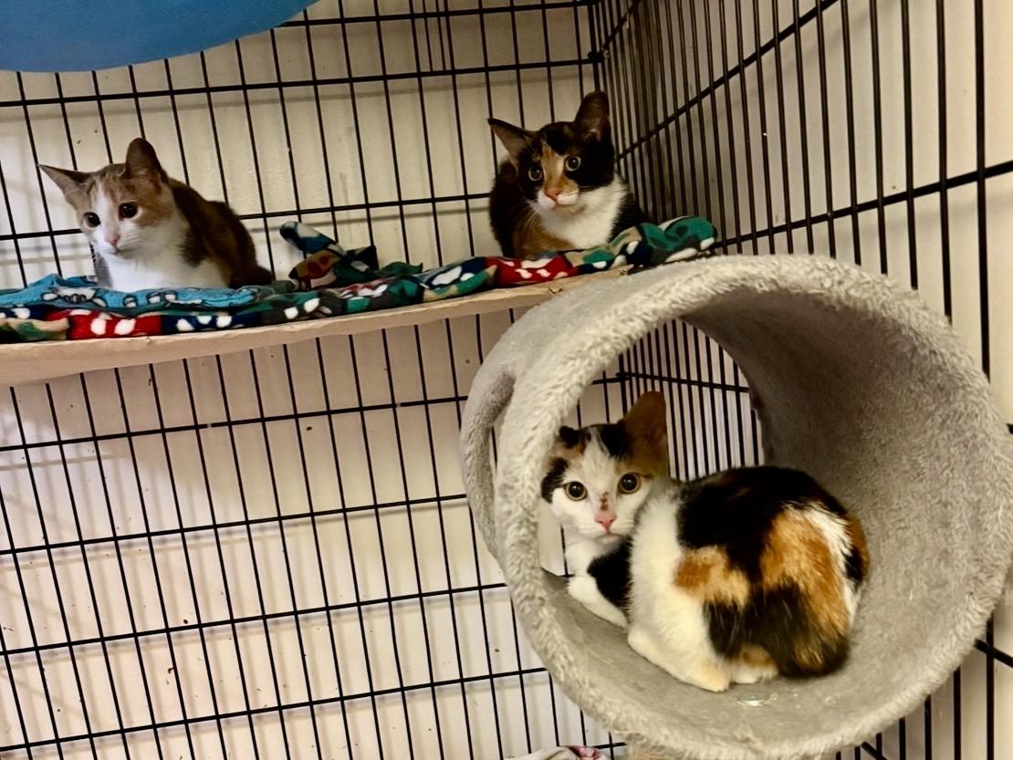 Enlarge Kittens-Pet Valu Oakville, a Adoptable Domestic Short Hair in Mississauga, ON image 5/6