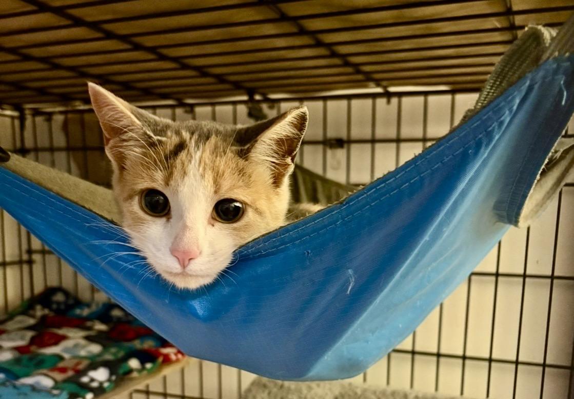 Enlarge Kittens-Pet Valu Oakville, a Adoptable Domestic Short Hair in Mississauga, ON image 2/6