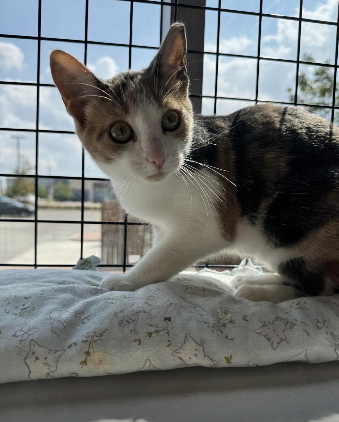 Enlarge Kittens-Pet Valu Oakville, a Adoptable Domestic Short Hair in Mississauga, ON image 6/6
