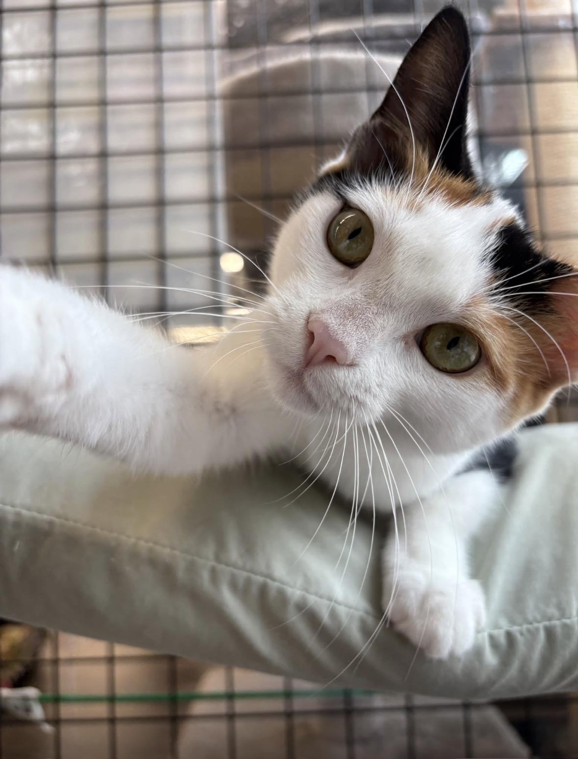 Kittens-Pet Valu Oakville, Adoptable, Young Male Domestic Short Hair.