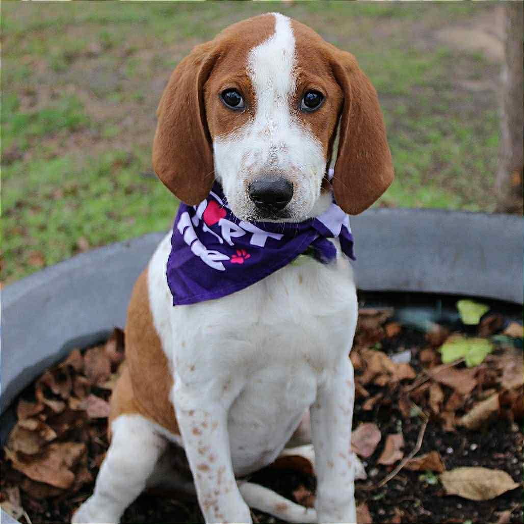 Astrid in NH! Come Meet our Adoptable Dogs Wednesday-Saturday. More info in Bio!, ADOPTABLE, Puppy Female Hound.