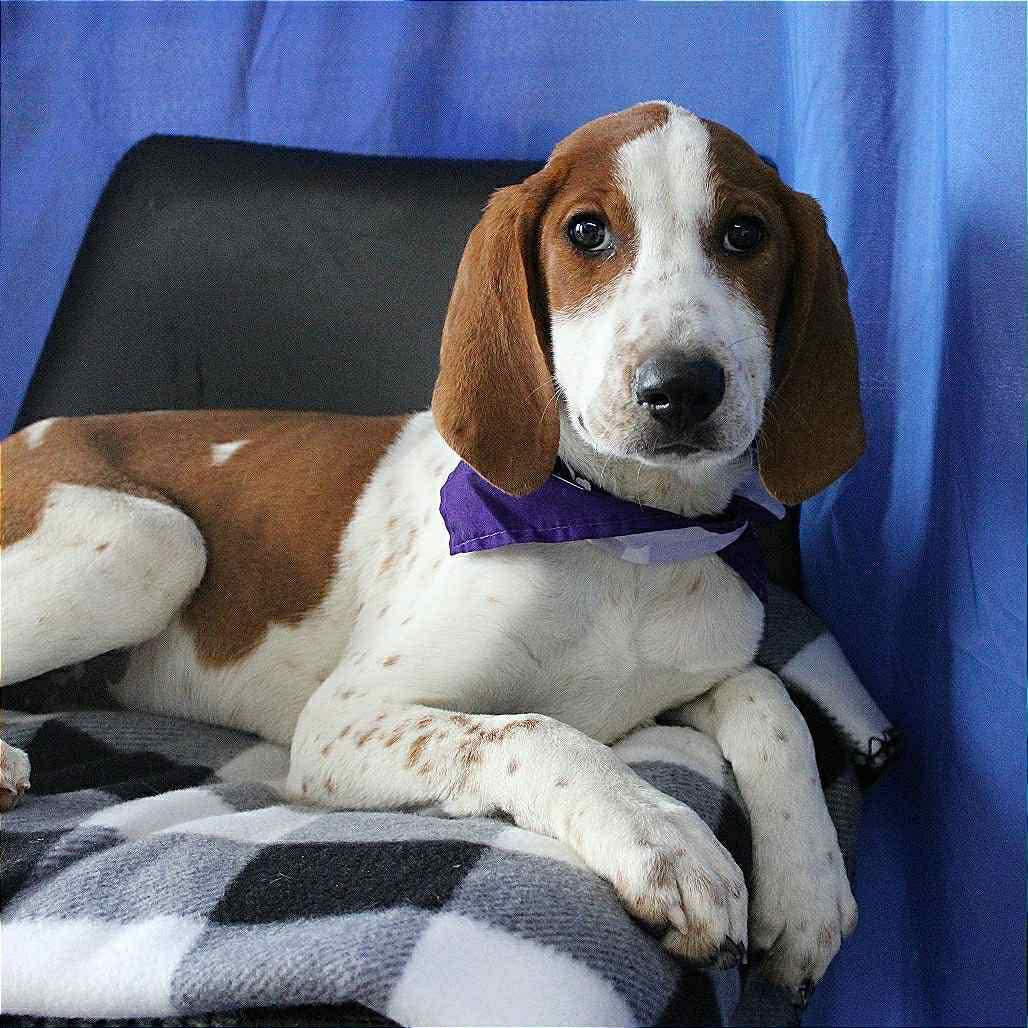 Astrid in NH! Come Meet our Adoptable Dogs Wednesday-Saturday. More info in Bio!, a ADOPTABLE mixed breed in Manchester, NH image 2/5