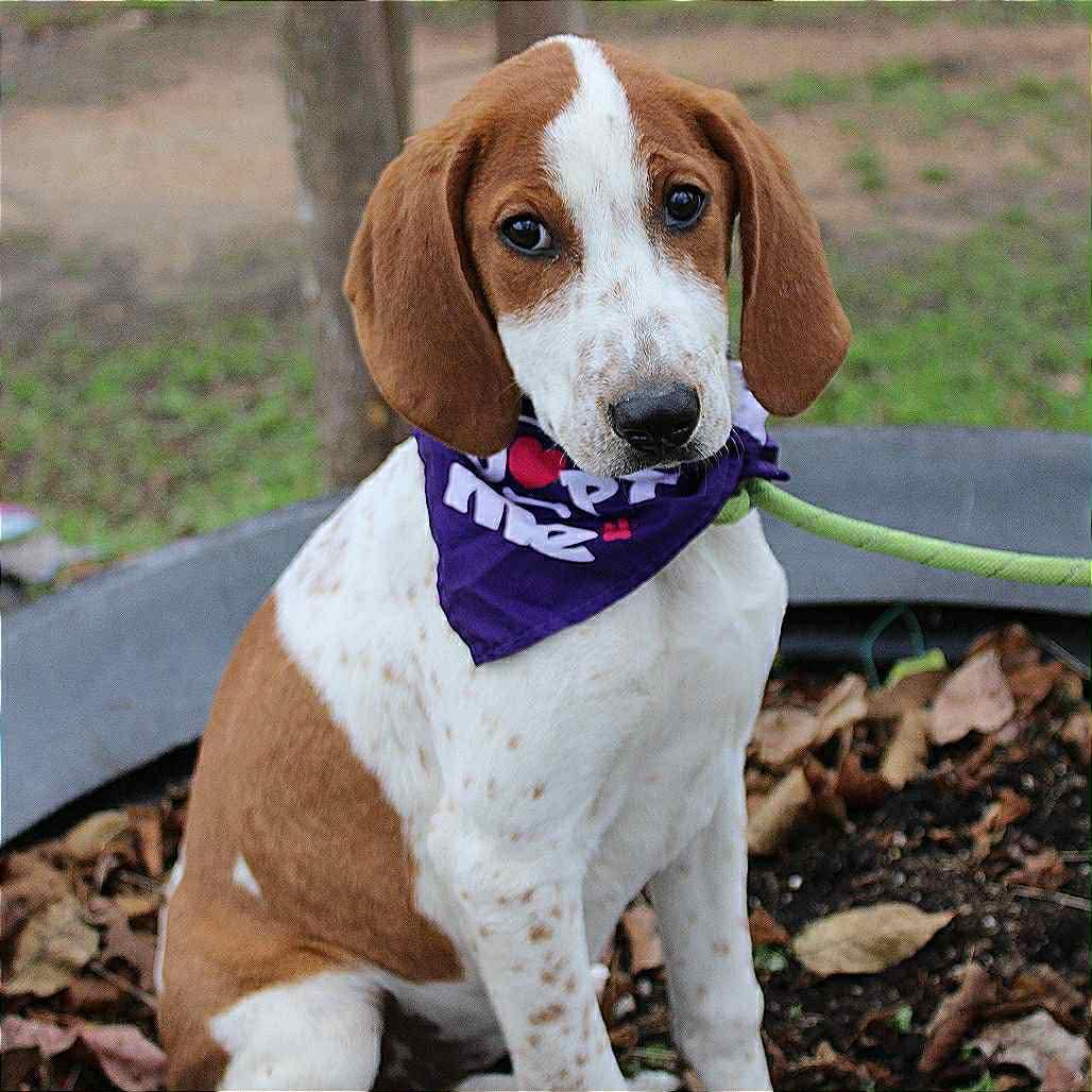 Astrid in NH! Come Meet our Adoptable Dogs Wednesday-Saturday. More info in Bio!, a ADOPTABLE mixed breed in Manchester, NH image 3/5