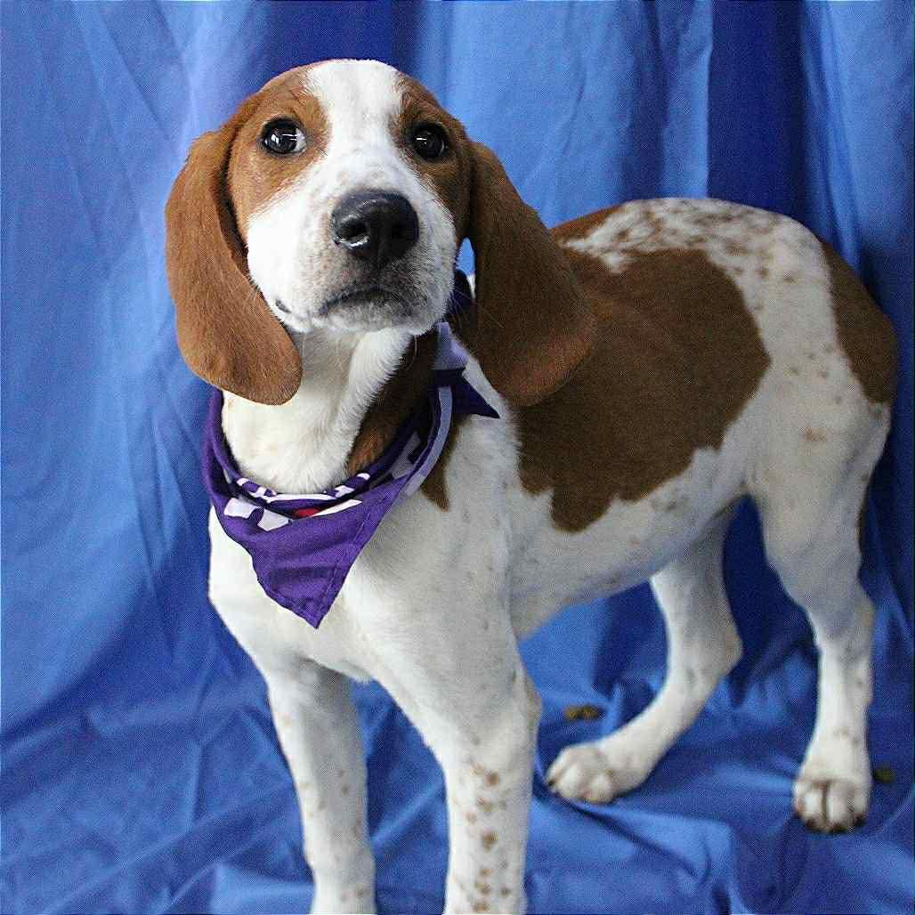 Astrid in NH! Come Meet our Adoptable Dogs Wednesday-Saturday. More info in Bio!, a ADOPTABLE mixed breed in Manchester, NH image 4/5